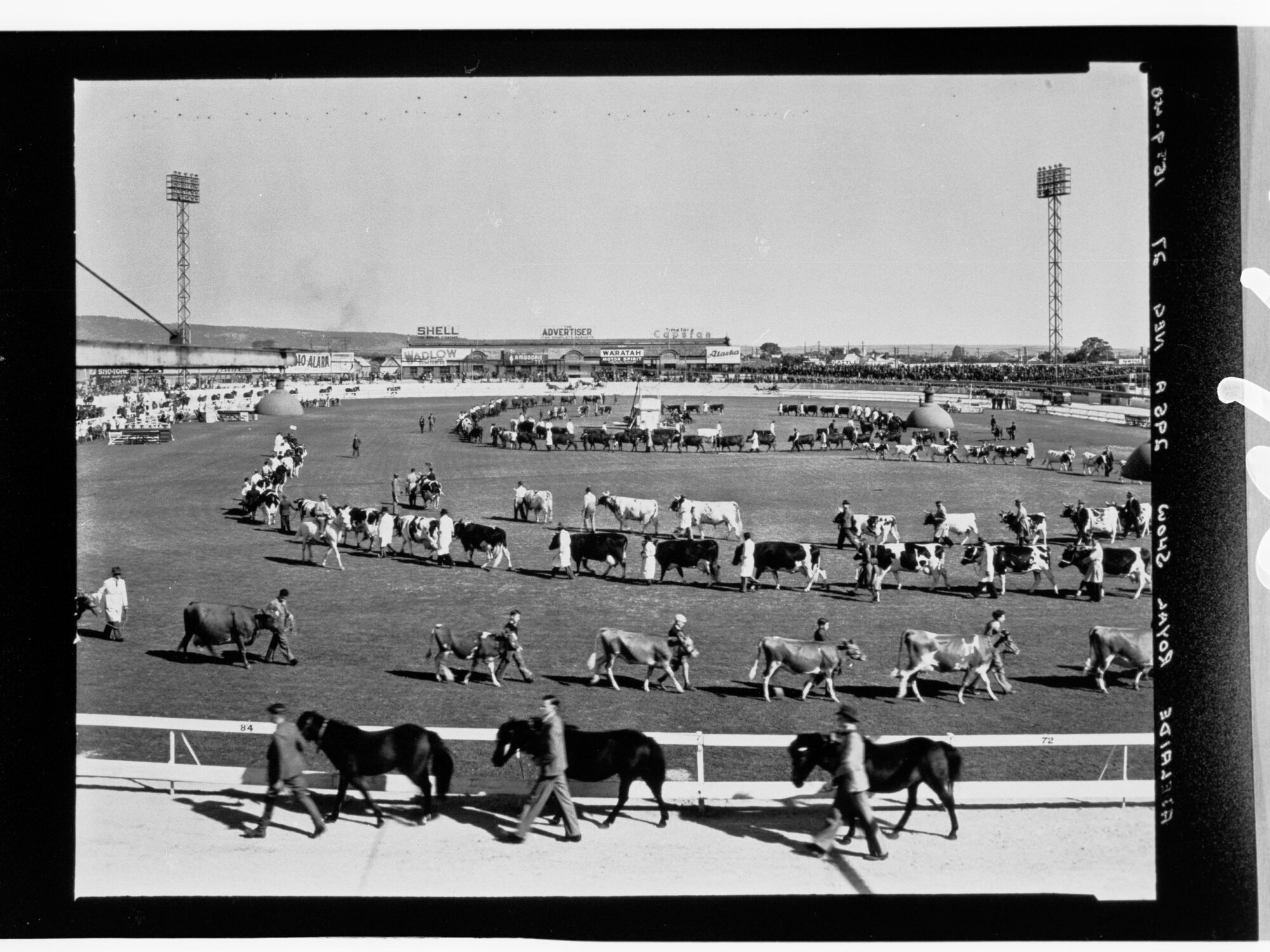 Adelaide Royal Show - parade with cattle