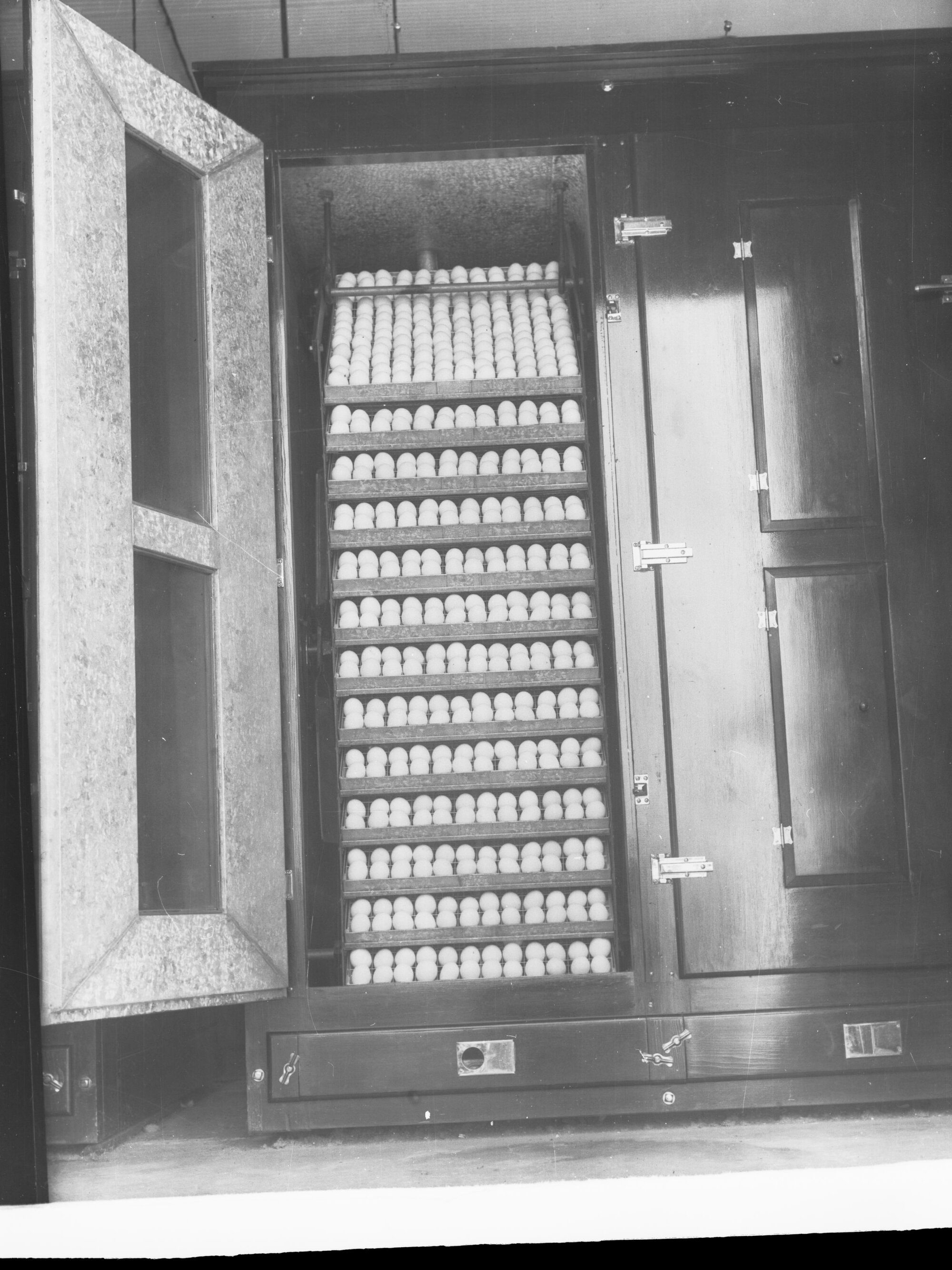 Refrigerator showing eggs in storage at Parafield poultry farm