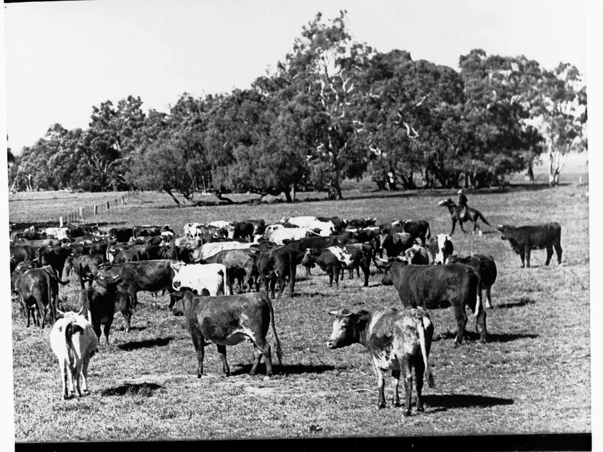 Cattle in a paddock showing a drover