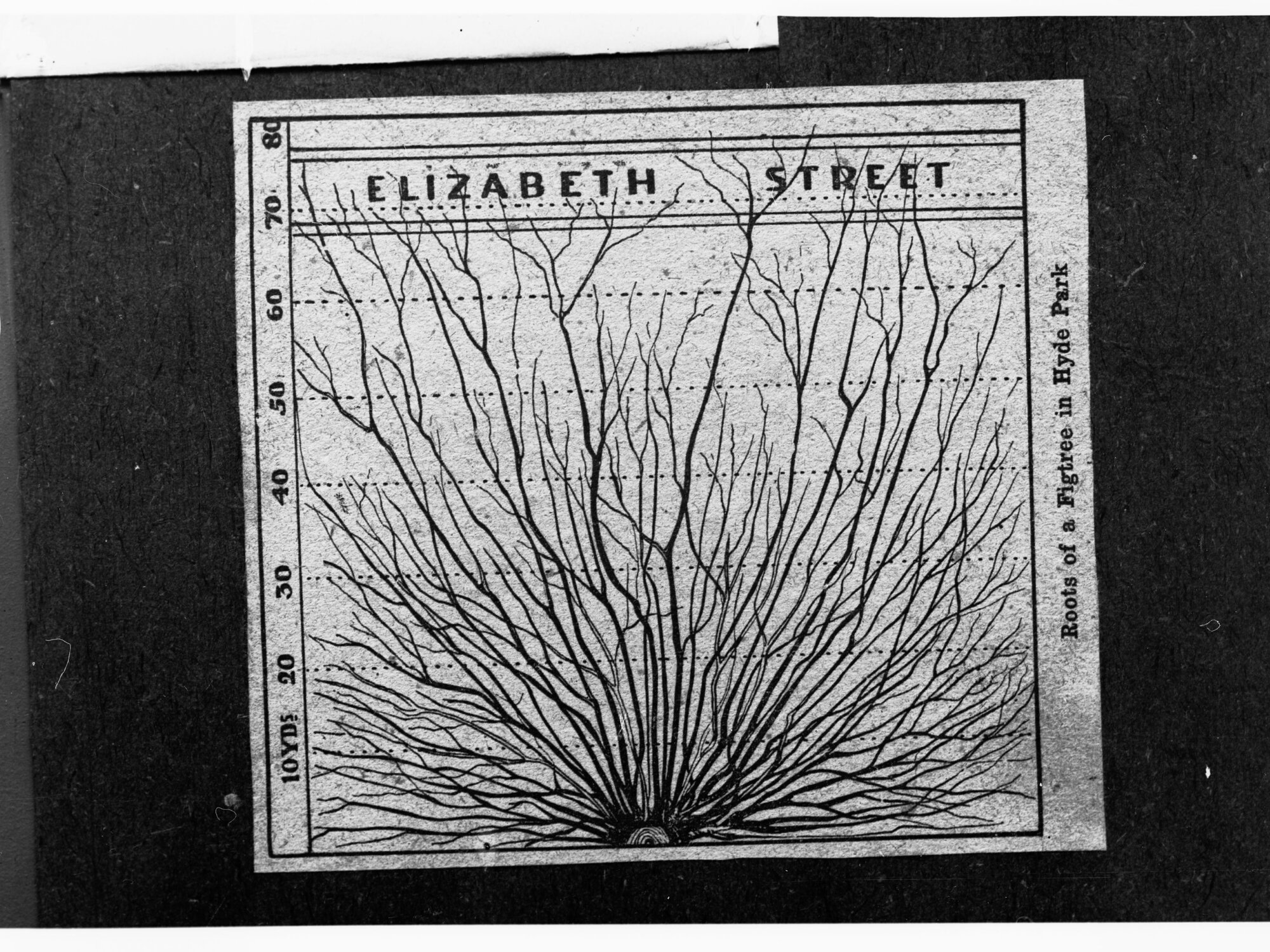 Elizabeth Street - Roots of a fig tree in Hyde Park