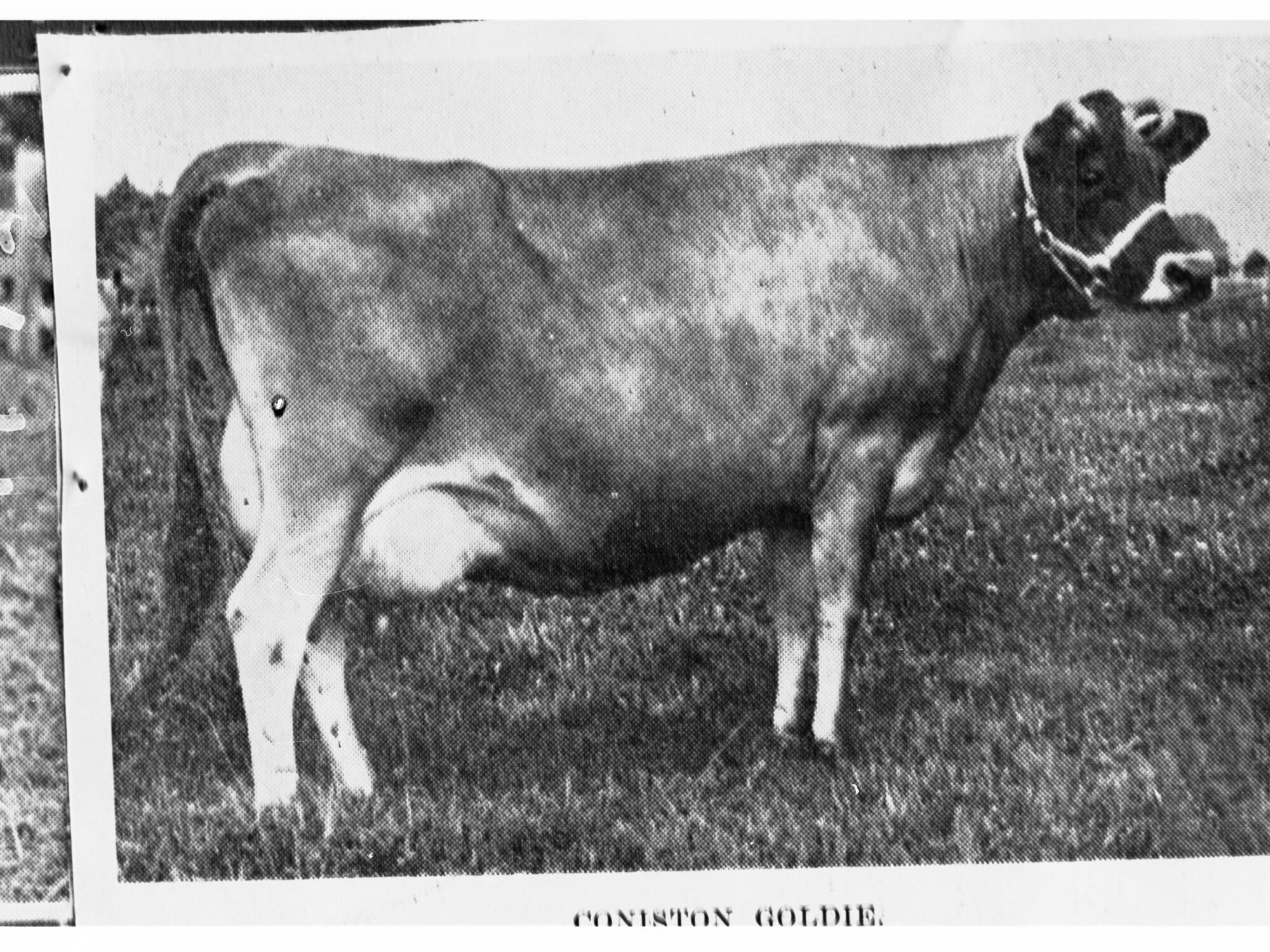Dairy Cow