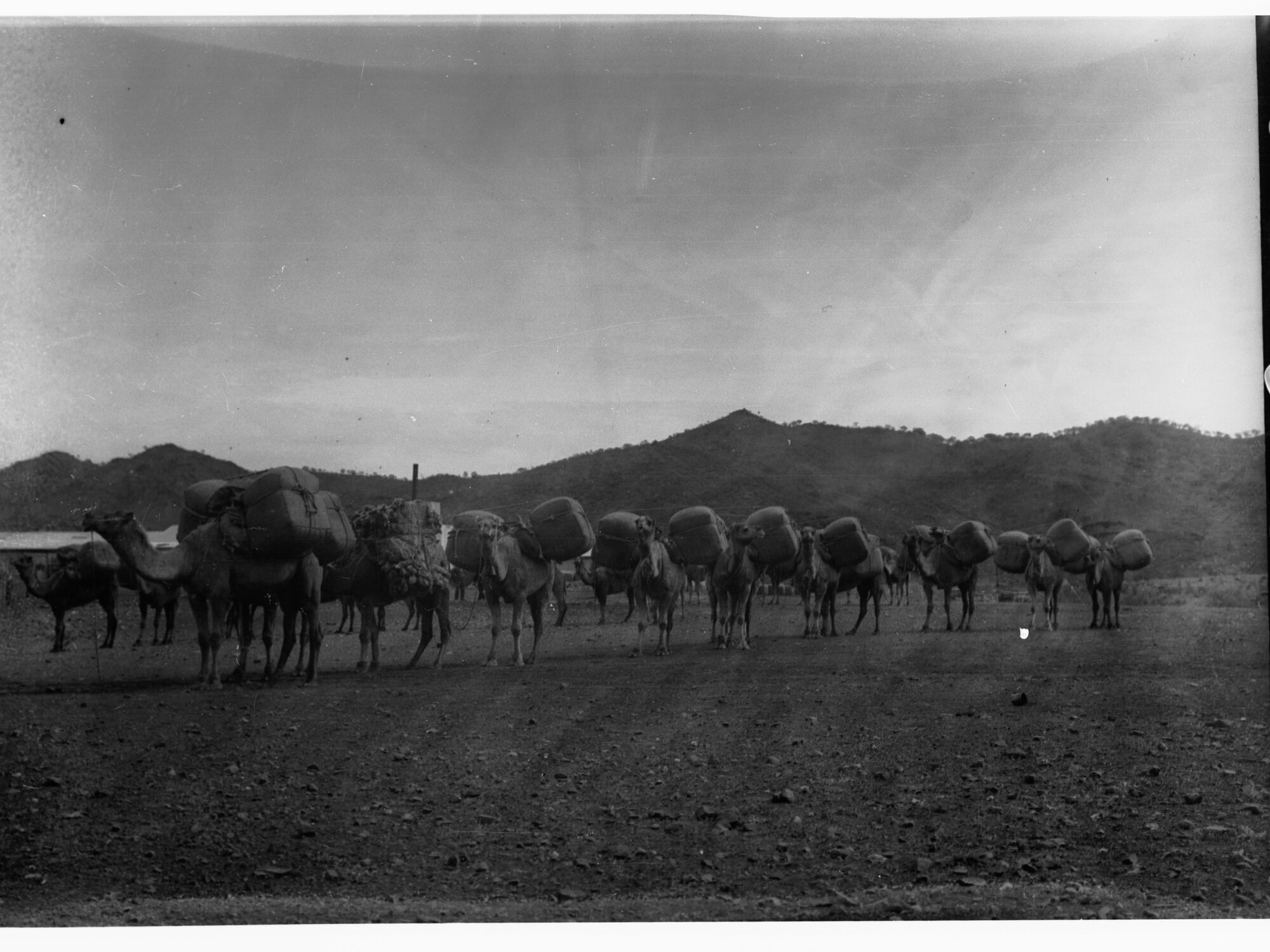 Camels loaded with wool bales