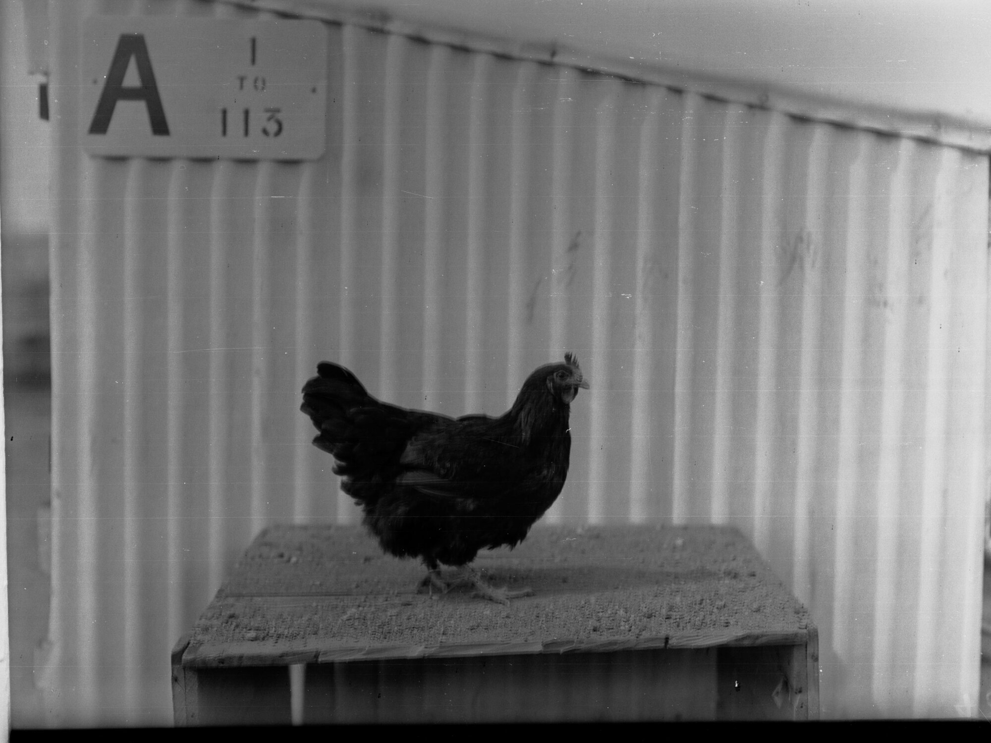 Hen at Parafield Poultry Farm
