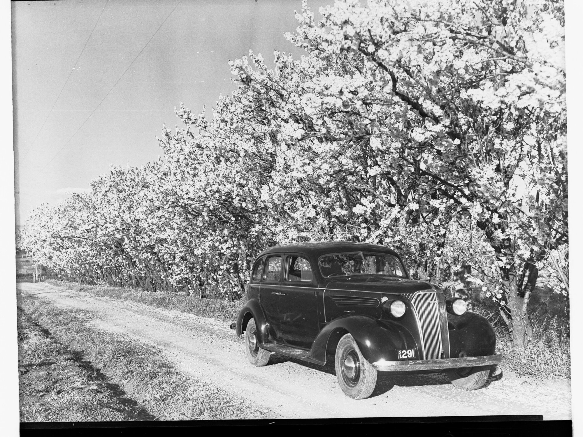 Almond Blosom Trees - Automobile Parked in Foreground