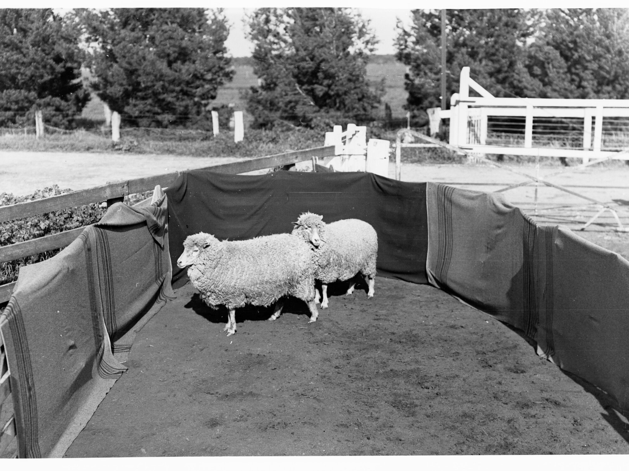 Sheep in a pen at Roseworthy