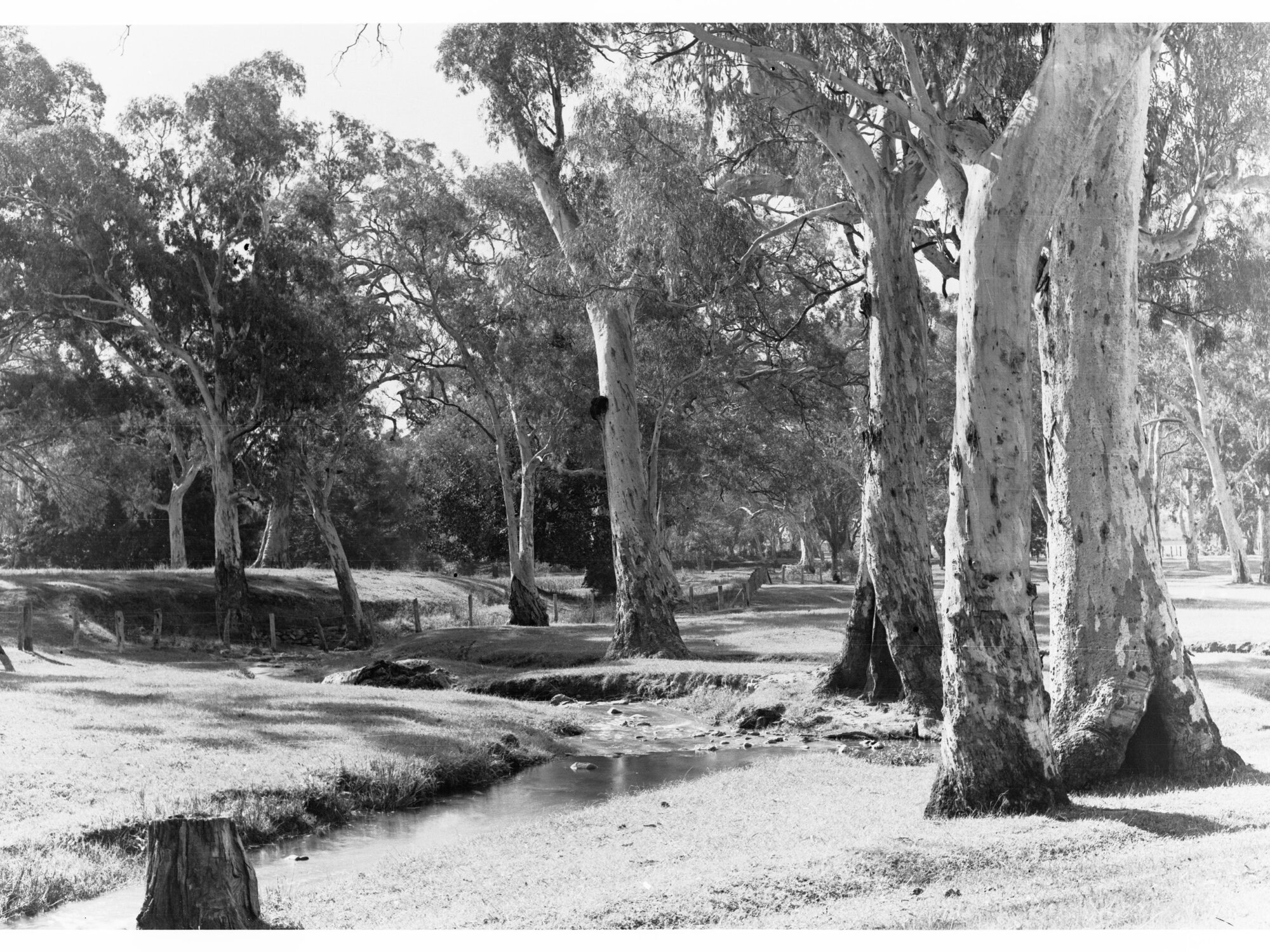 Burnside Creek Showing Gum Trees and Fencing | History Trust