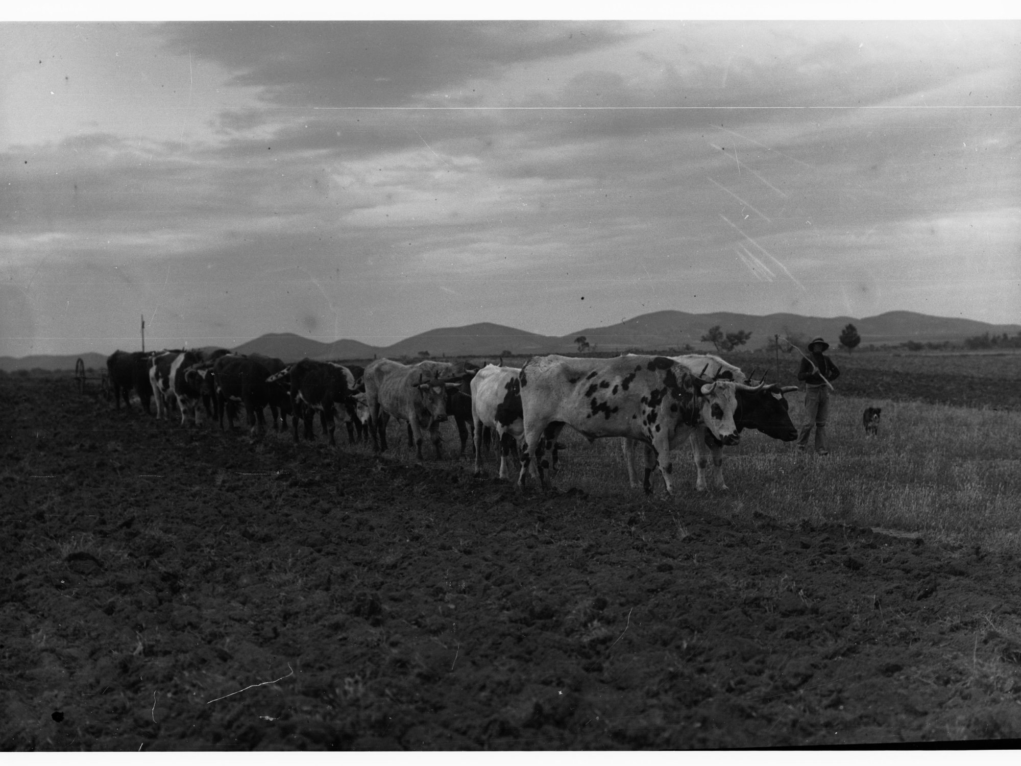 Bullock team ploughing field at Arkaba