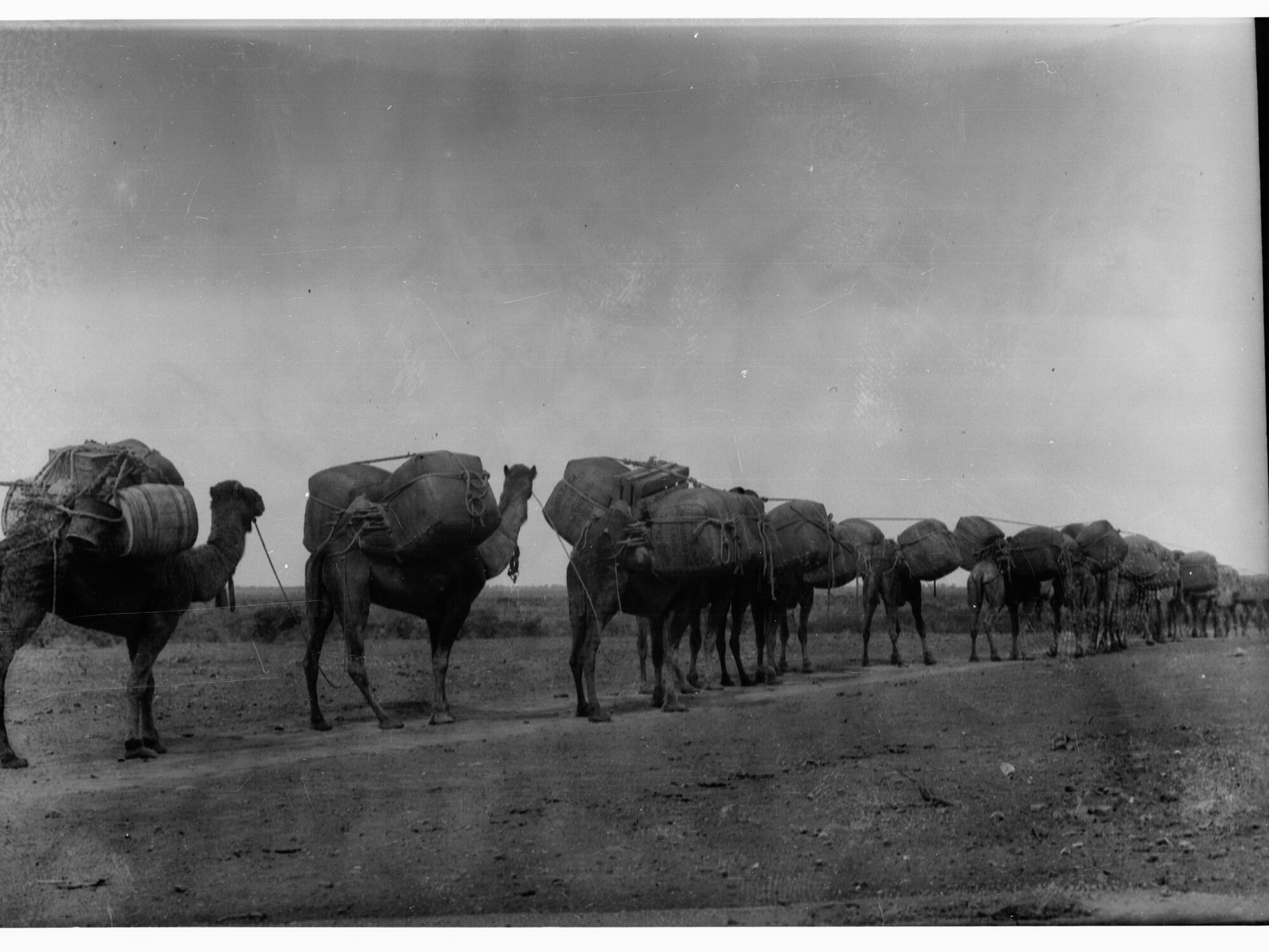 Camel loaded with goods - probably wool