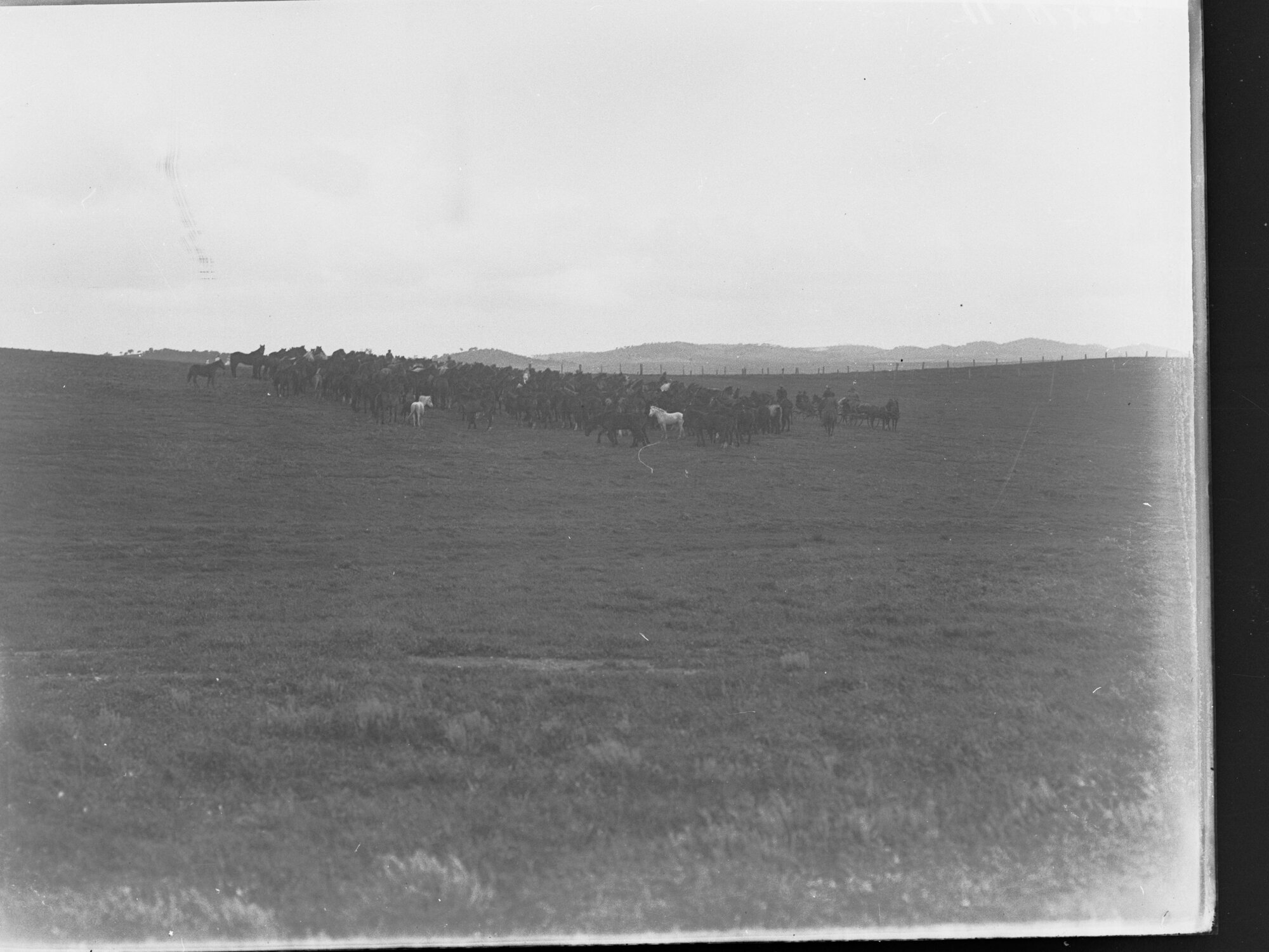 Mob of horses at Kapunda