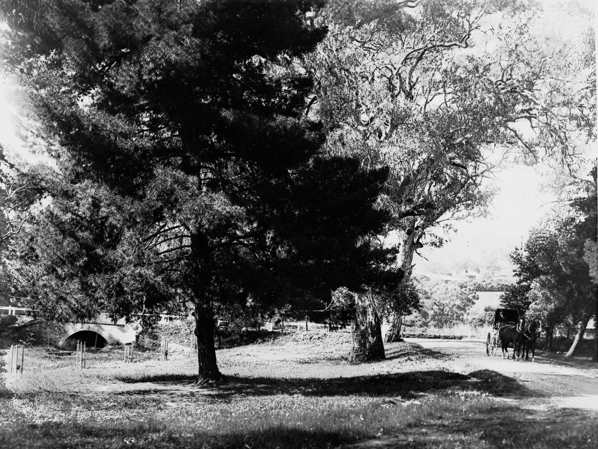 Mitcham Gardens, South Australia, showing horses and buggy