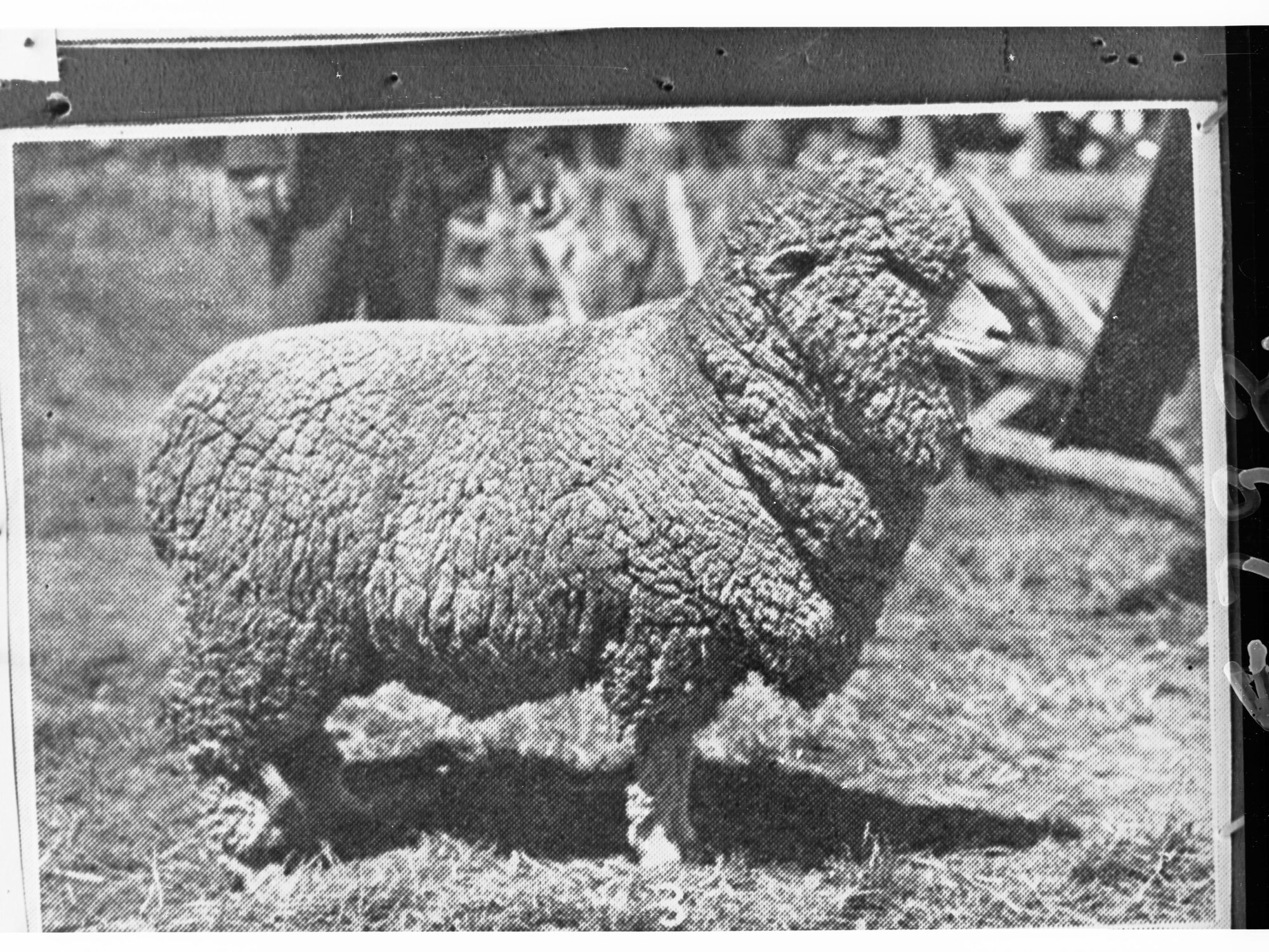 Picture of a Sheep