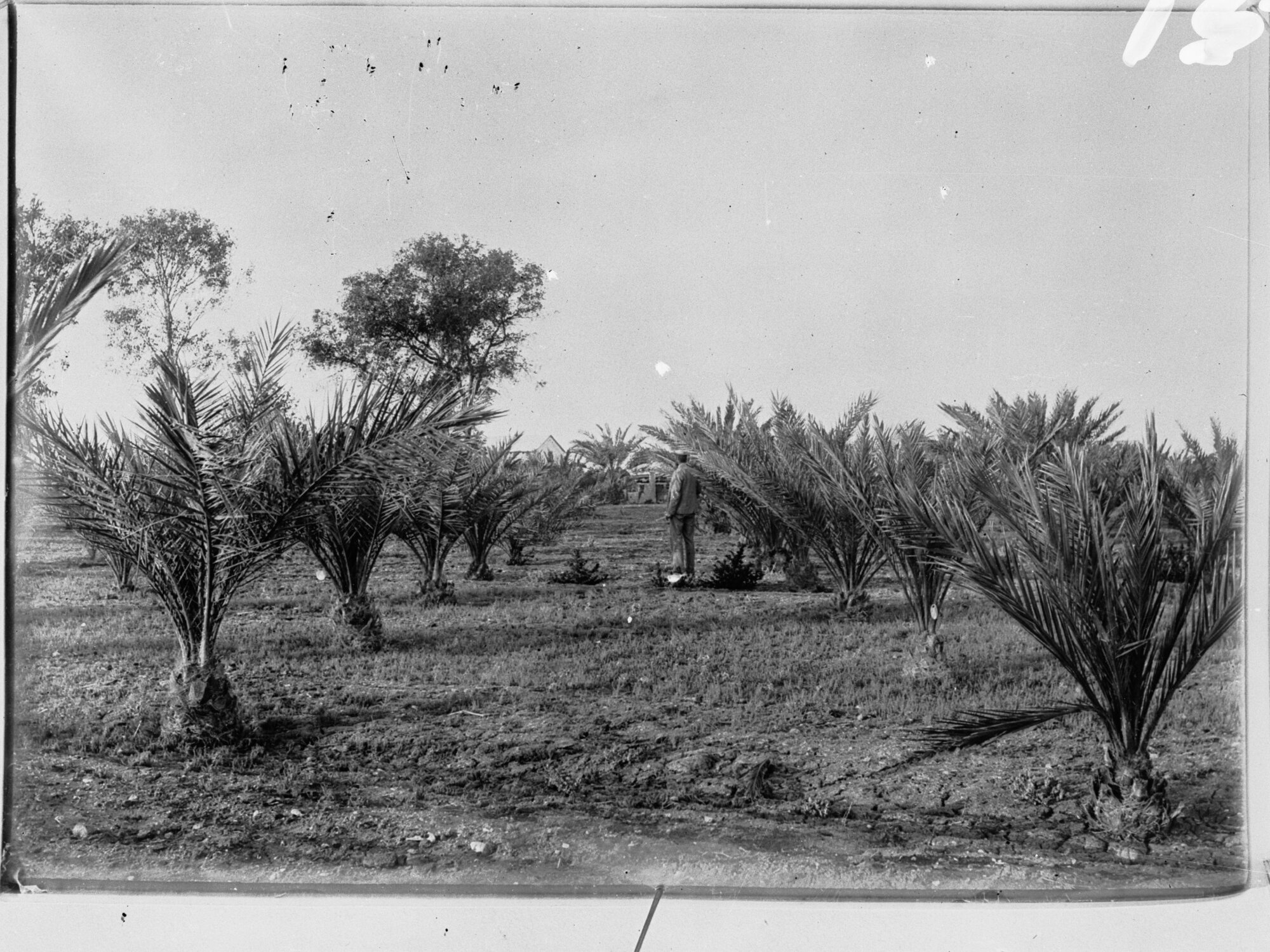 Date Palm Plantation | History Trust