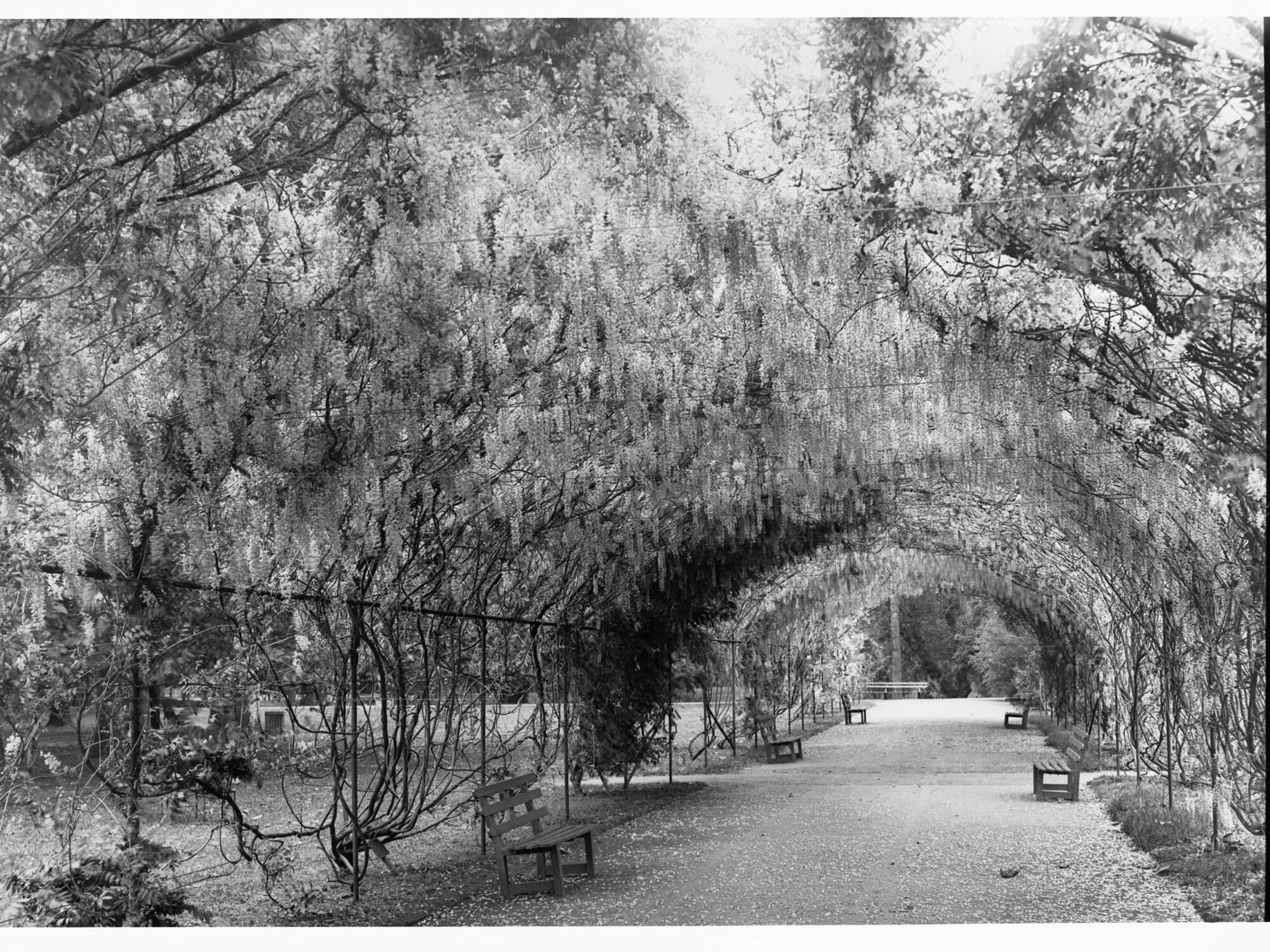 Botanic Gardens walkway covered by Wisteria