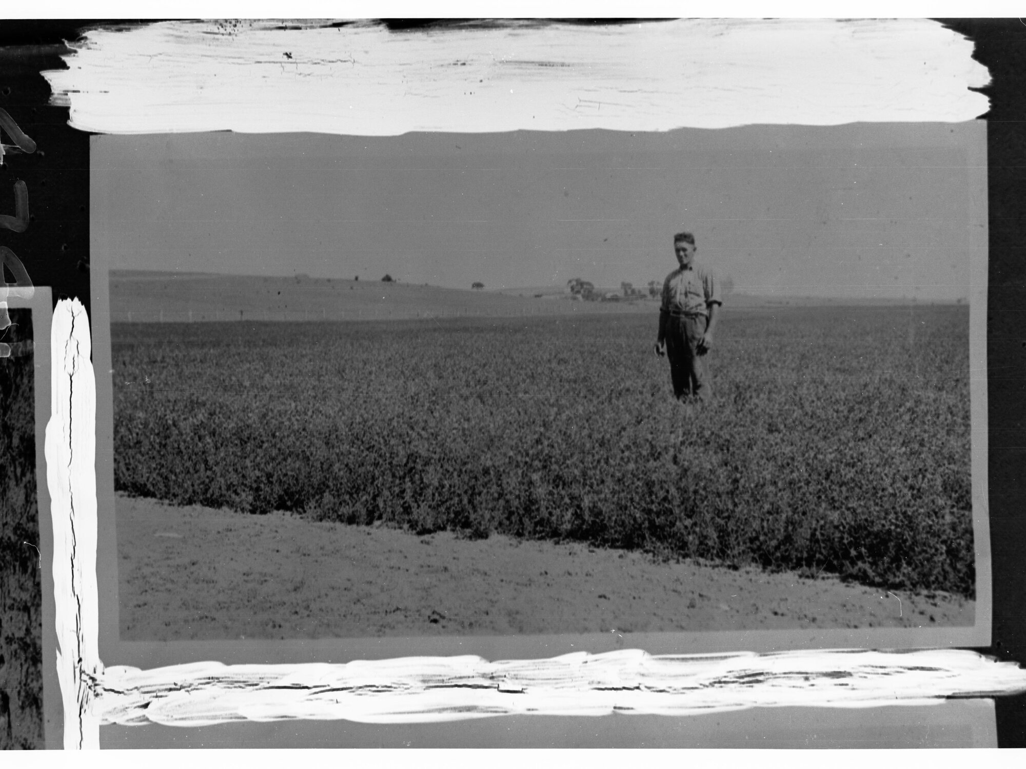 Man Standing in a Field of Lucerne