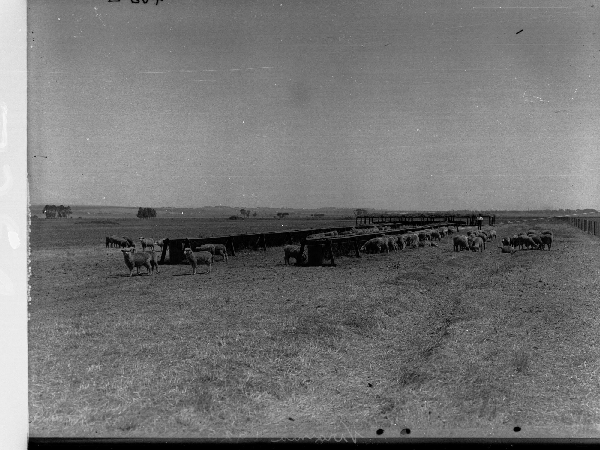 Sheep Farm at Virginia