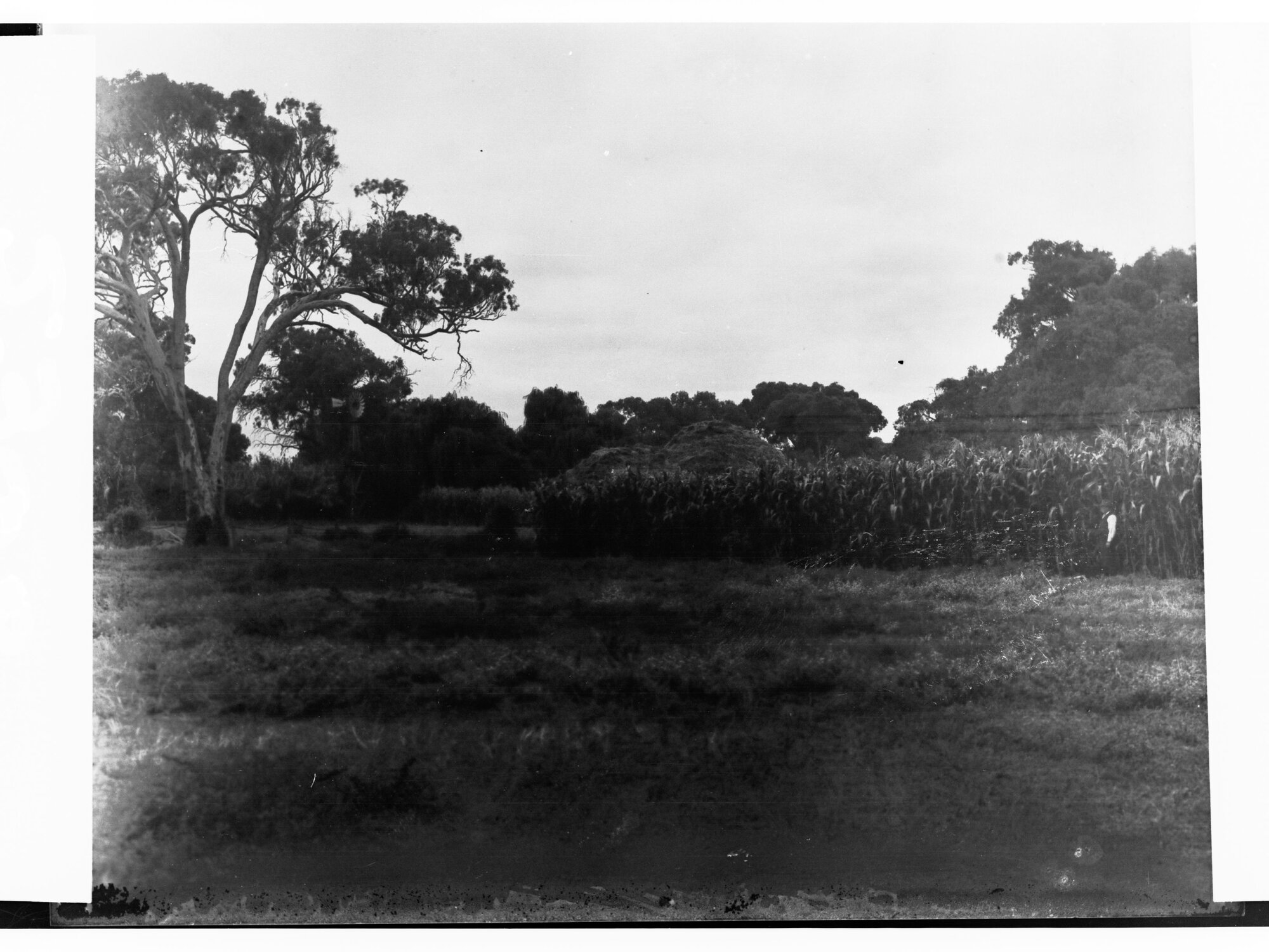 Maize Growing at Fulham