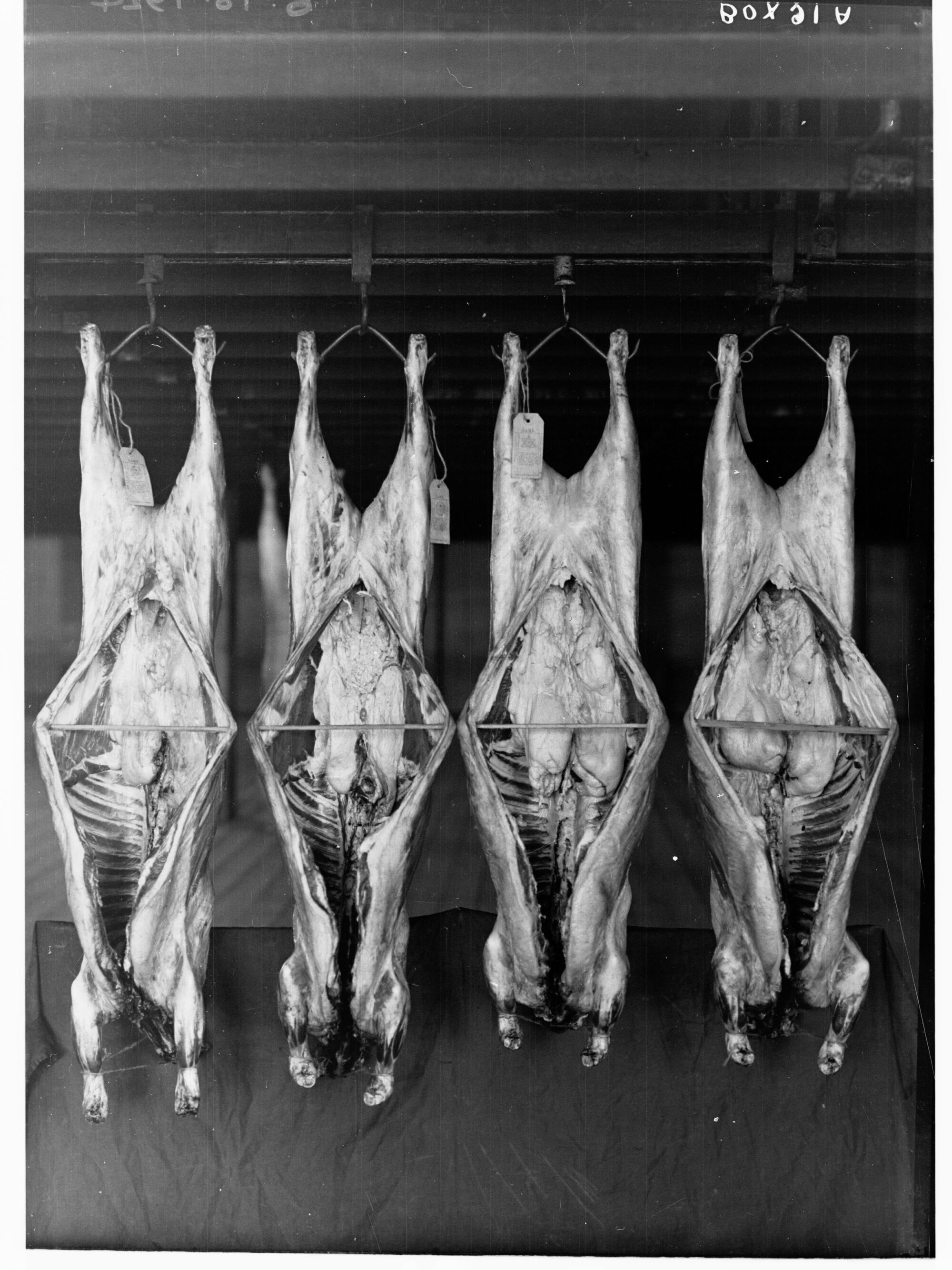 Carcasses hanging in a cool room - Agricultural Department