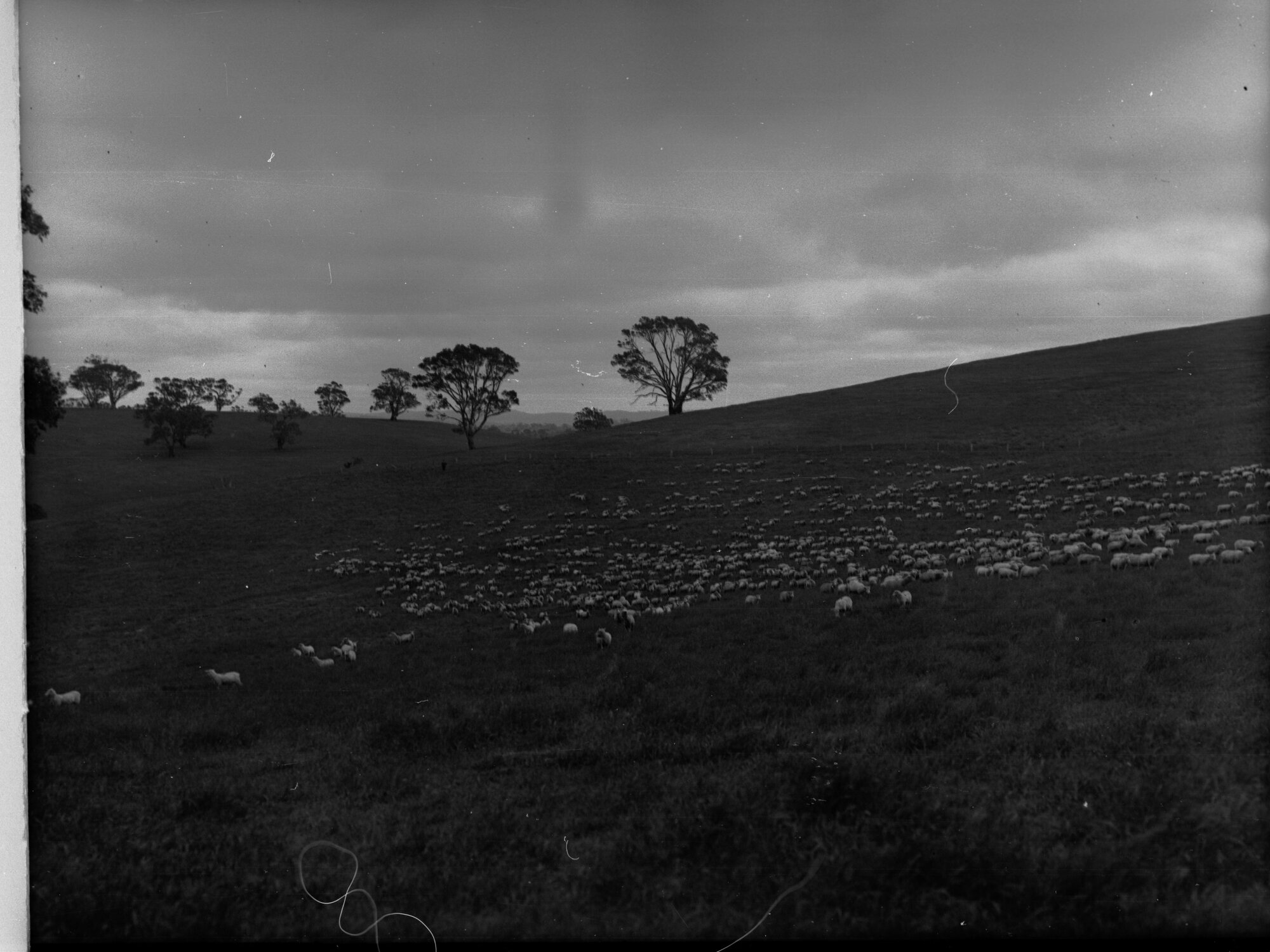 Sheep at  Nairne