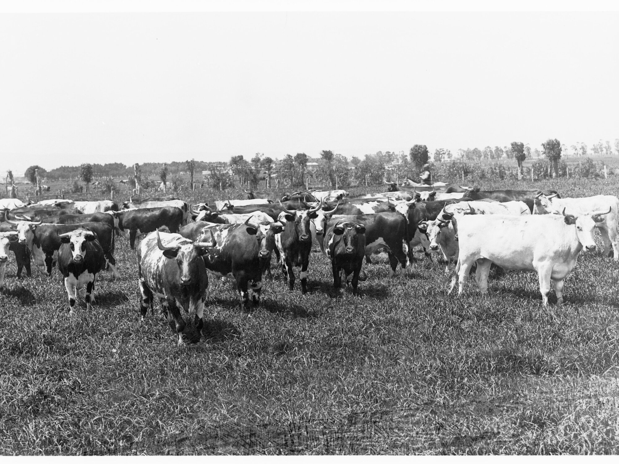 Cattle on sewage farm at Islington
