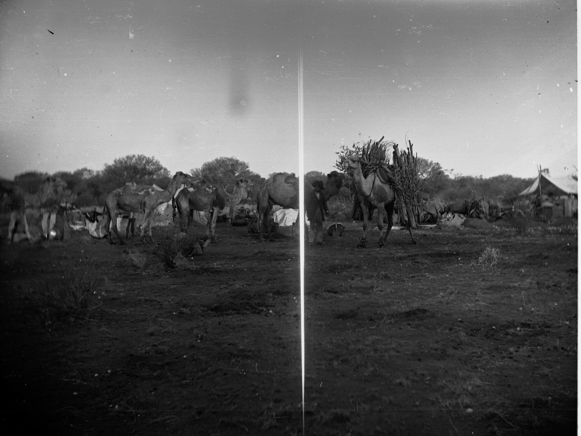 Camel Laden With Firewood Elder Expedition