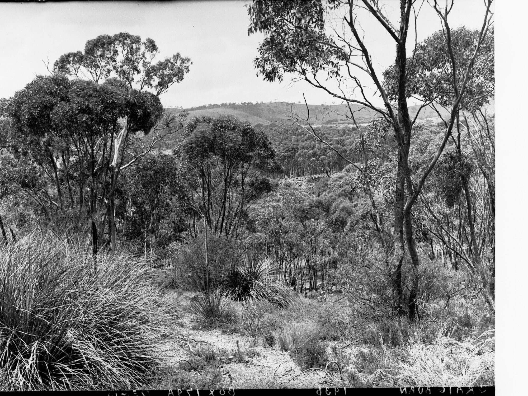 View on Minda Home's Craigburn Farm, 1936