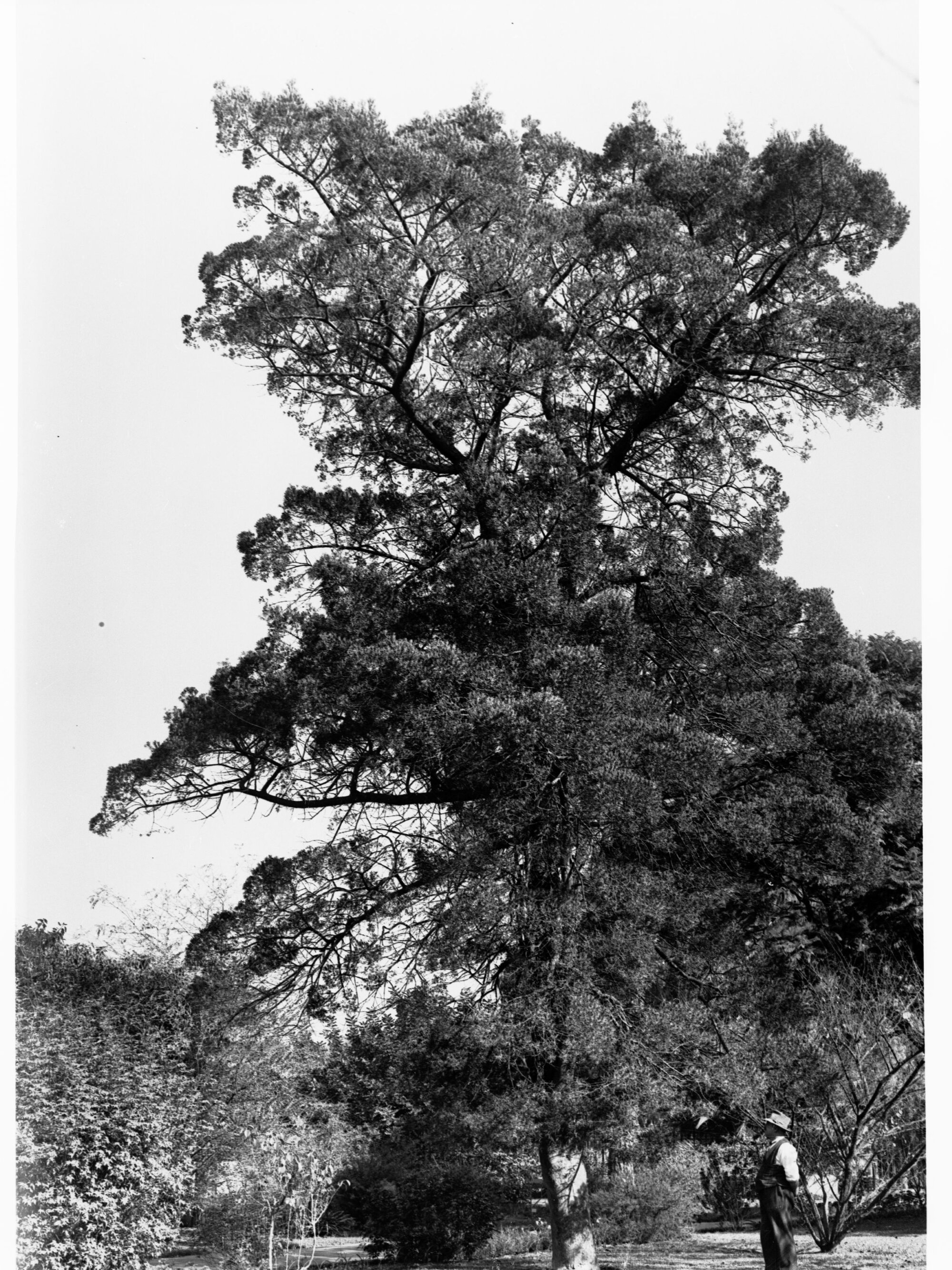 Podocarpus Aefinis,  Botanic Gardens