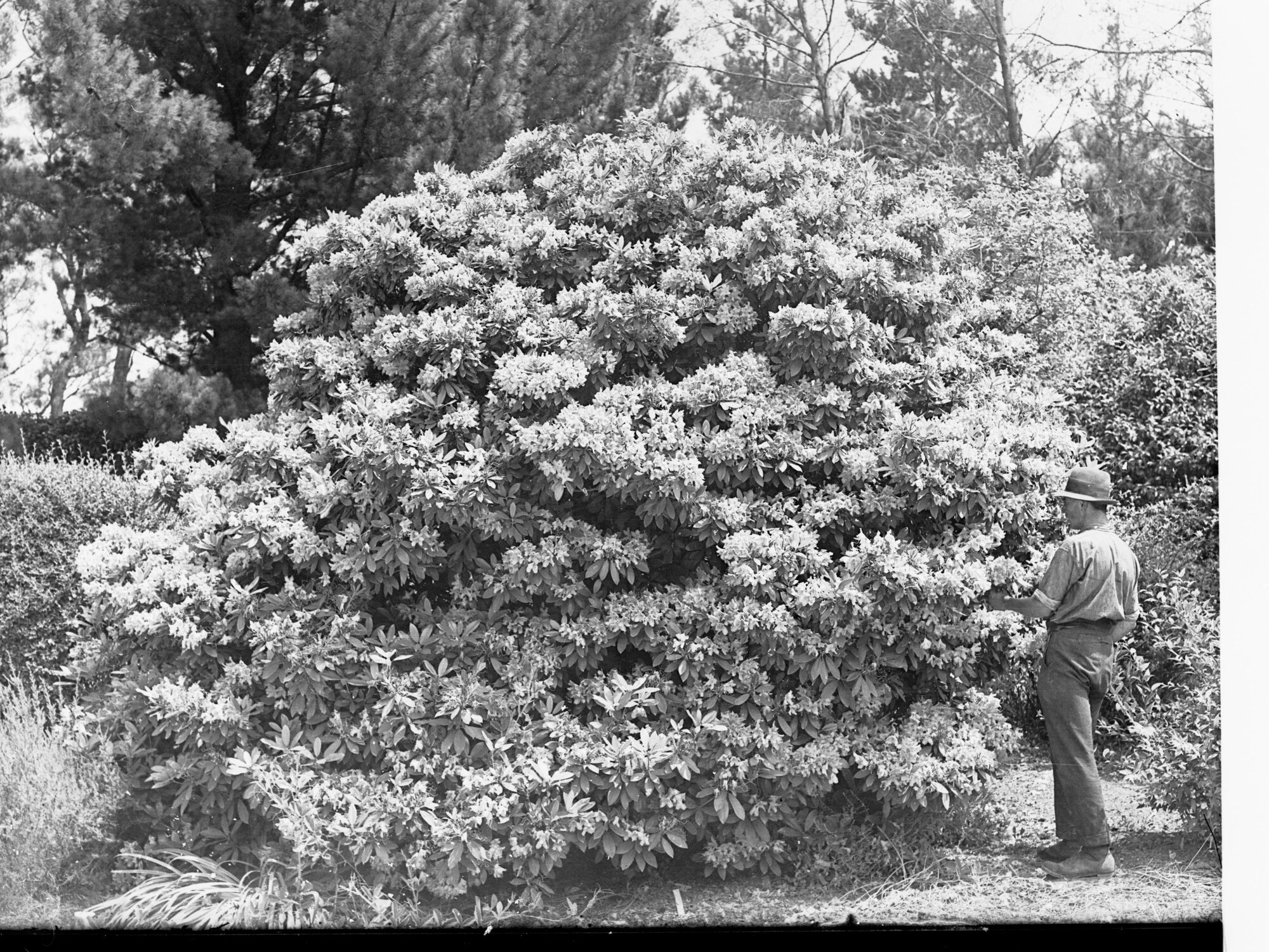 Rhododendron Bush at Carminow House at Mt Lofty