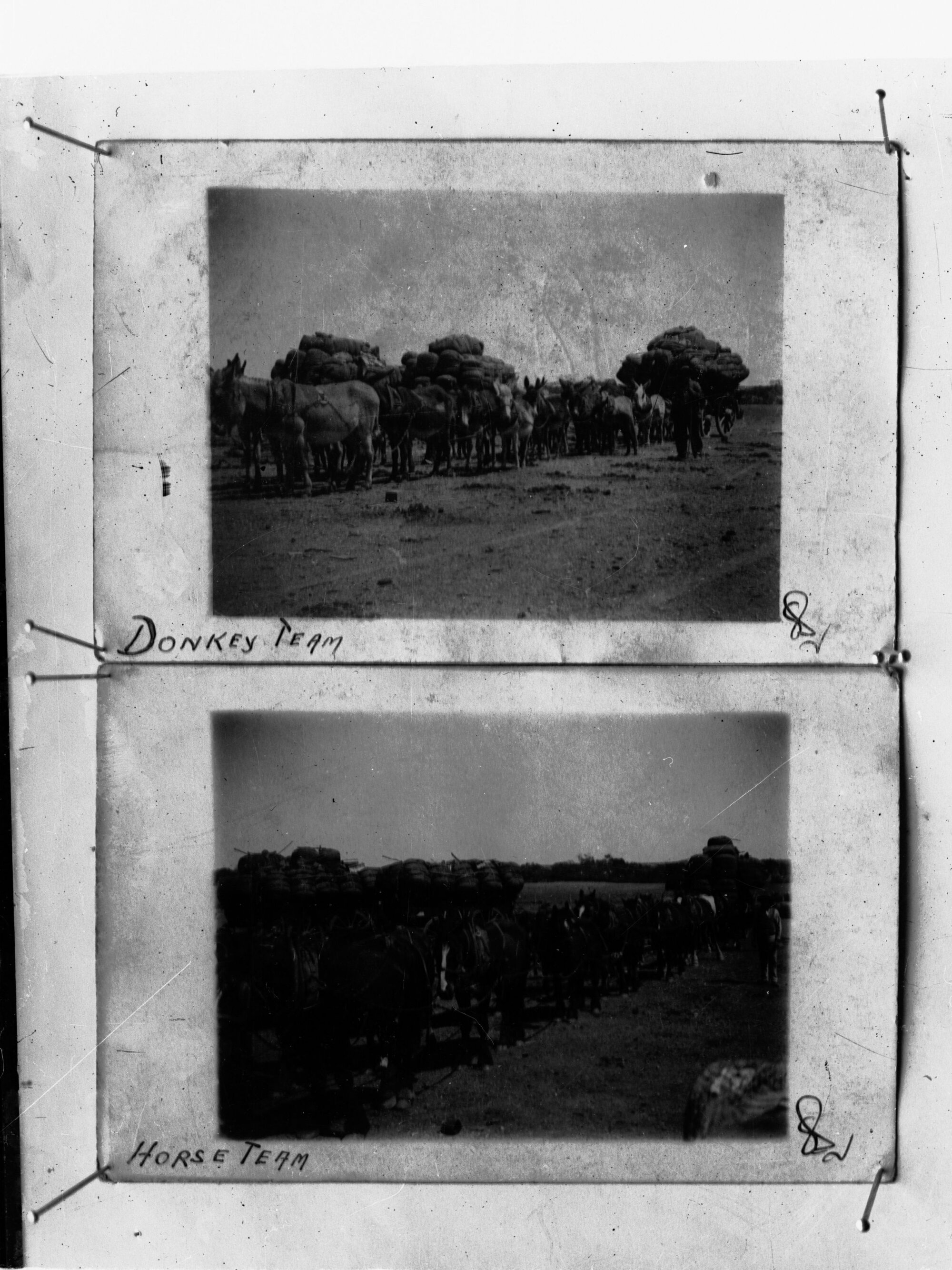 Donkey team and horse team