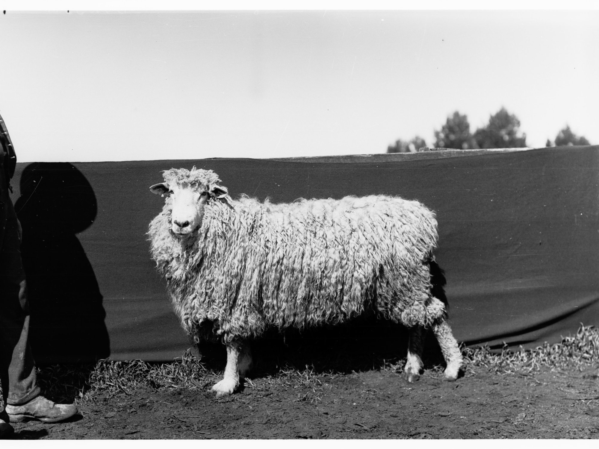Marino Sheep at Roseworthy
