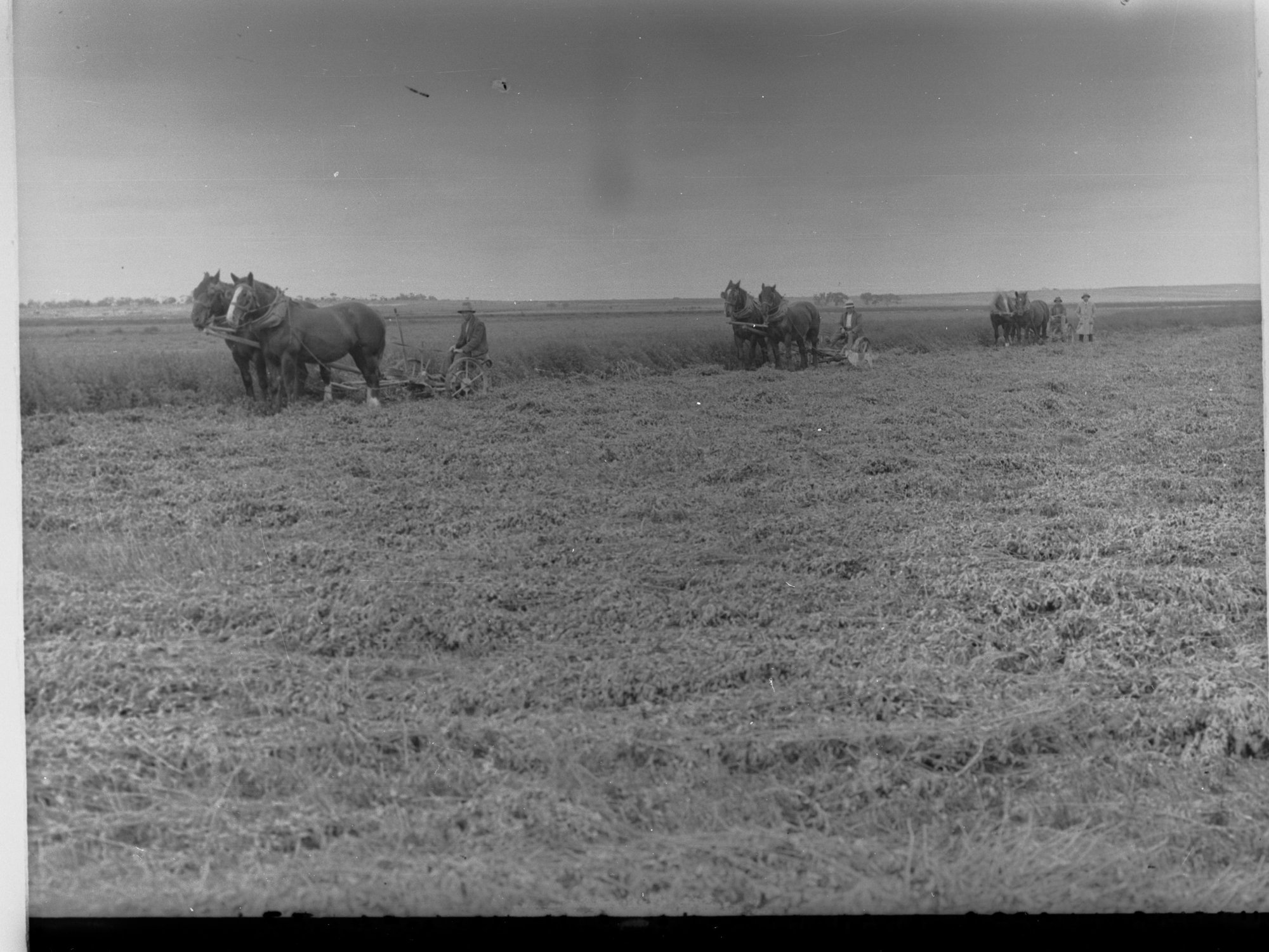 Cutting Lucerne With Horse Drawn Machines at Cobdogla