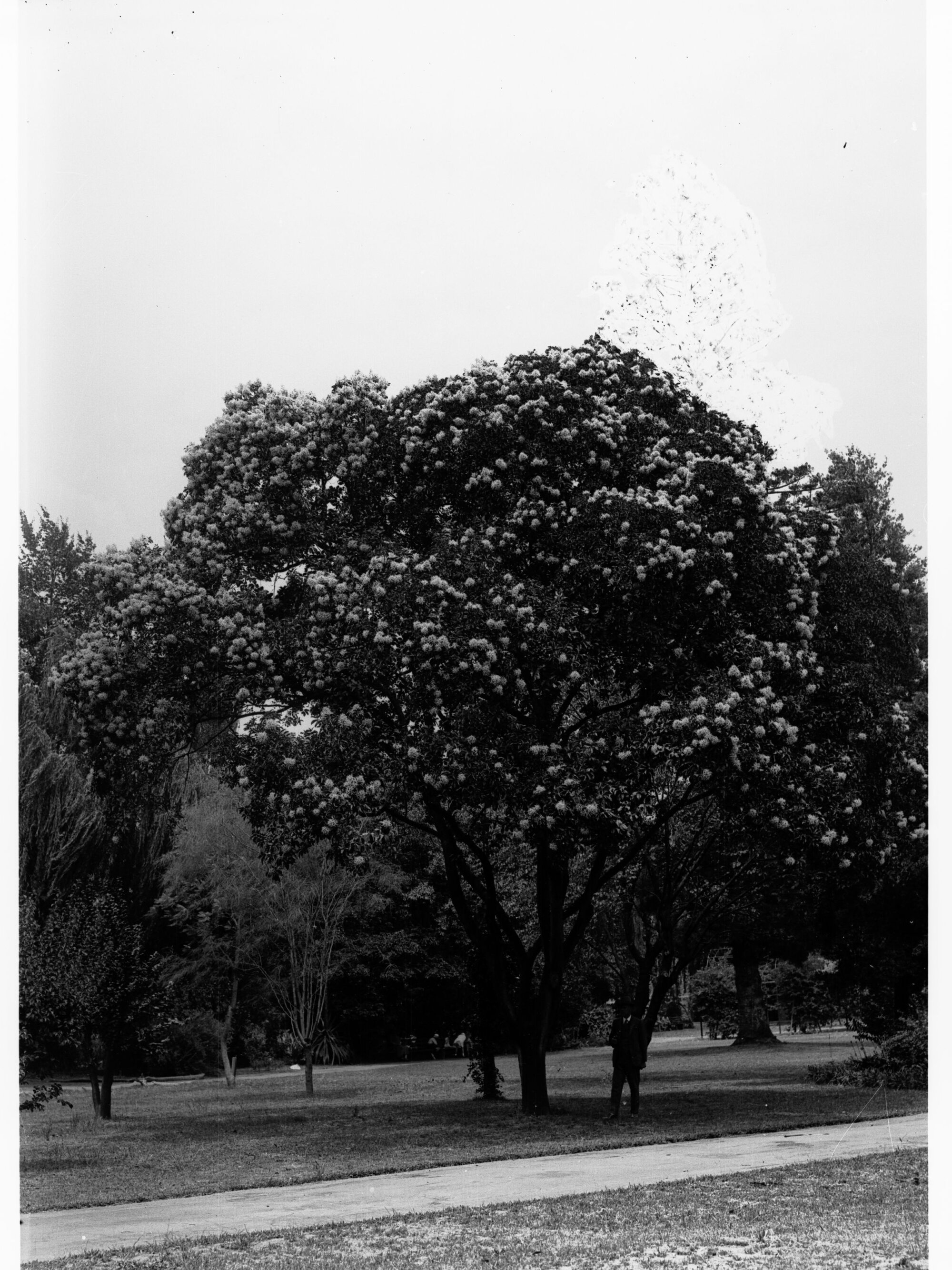 Cape Chestnut Calodexdron Capense, Botanic Gardens