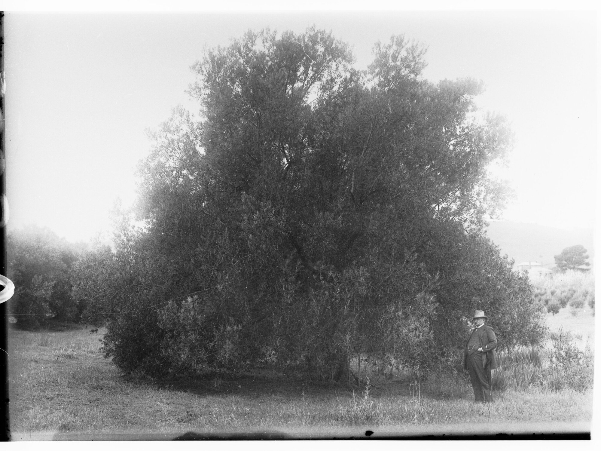 Man standing by a tree
