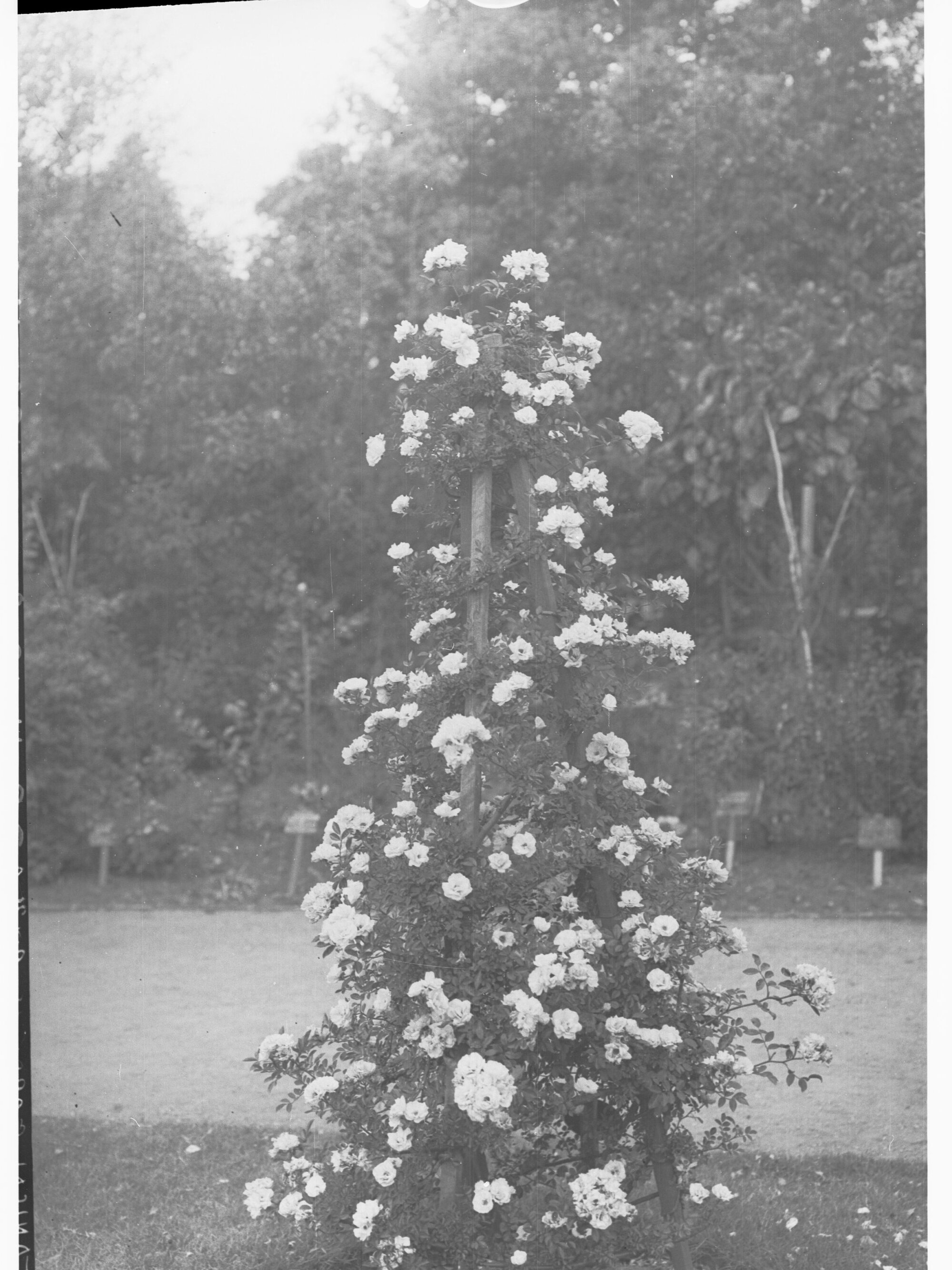 Botanic Gardens - Rose Bush
