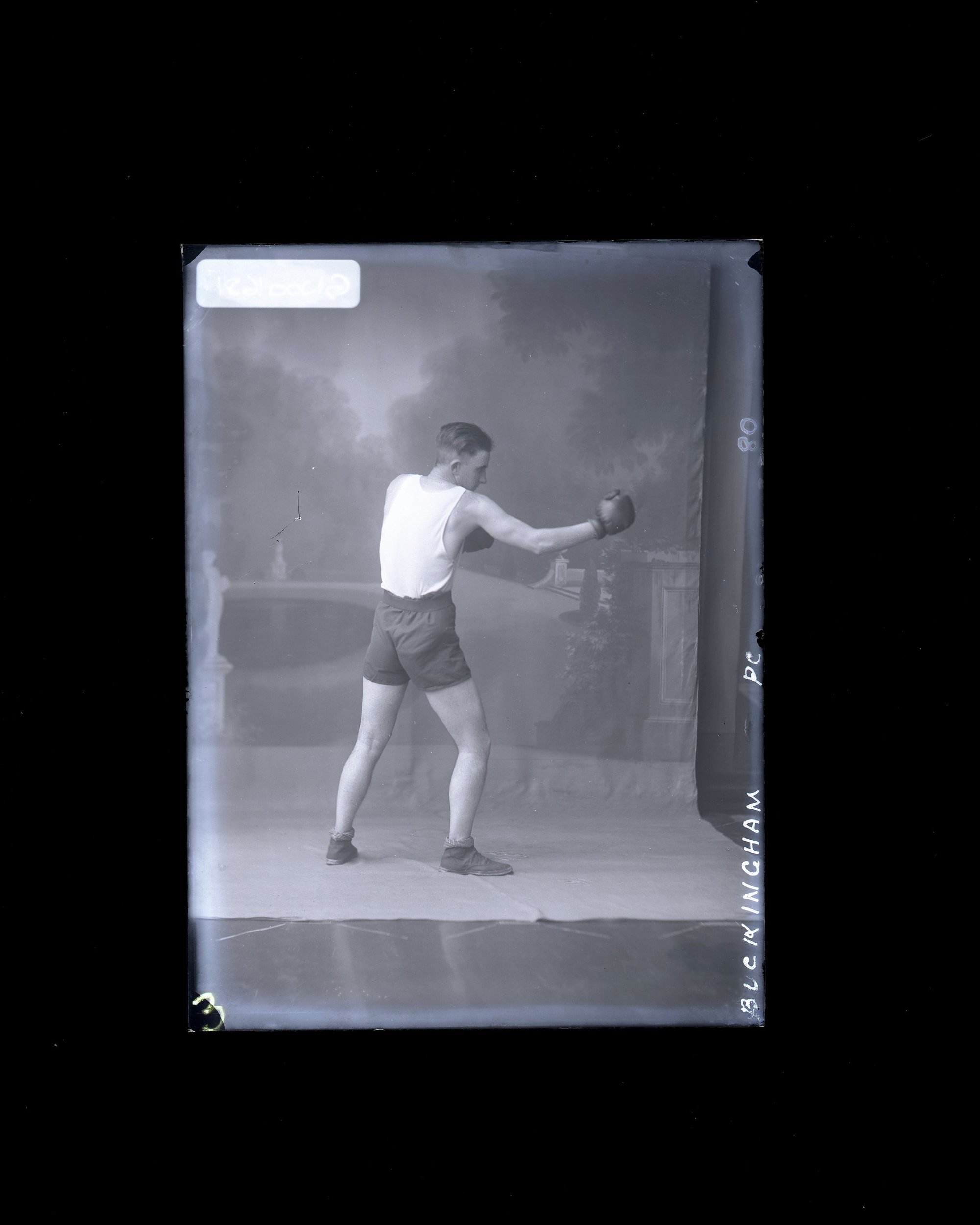 Boxer - Buckingham