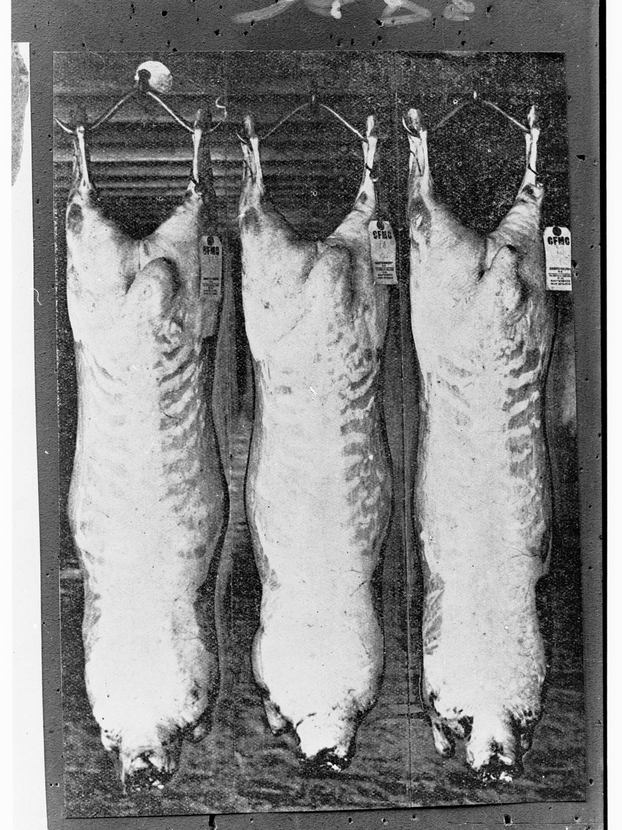 Picture of the carcasses of three sheep (Canterbury lamb, New Zealand)
