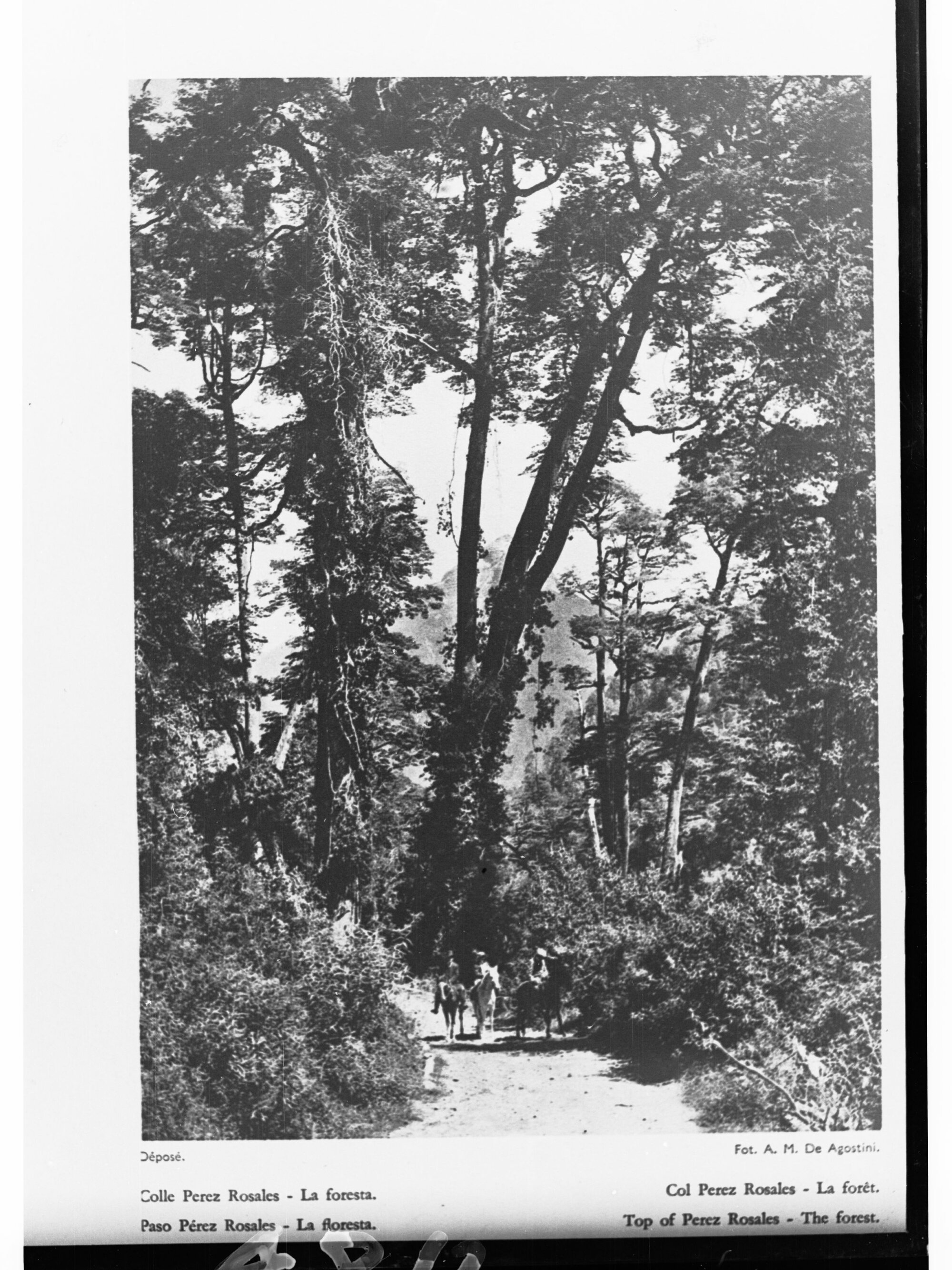 Forest in South America