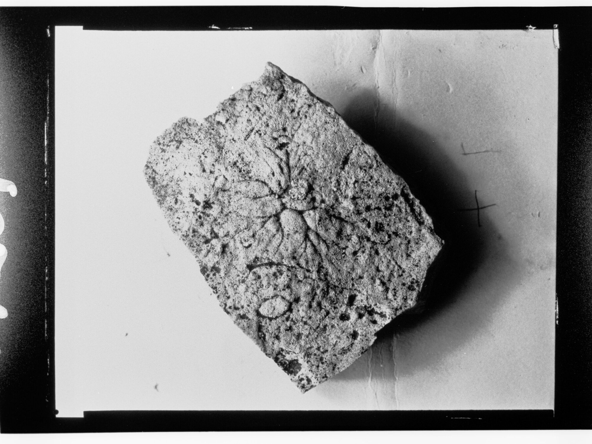 Fossil from Ediacara