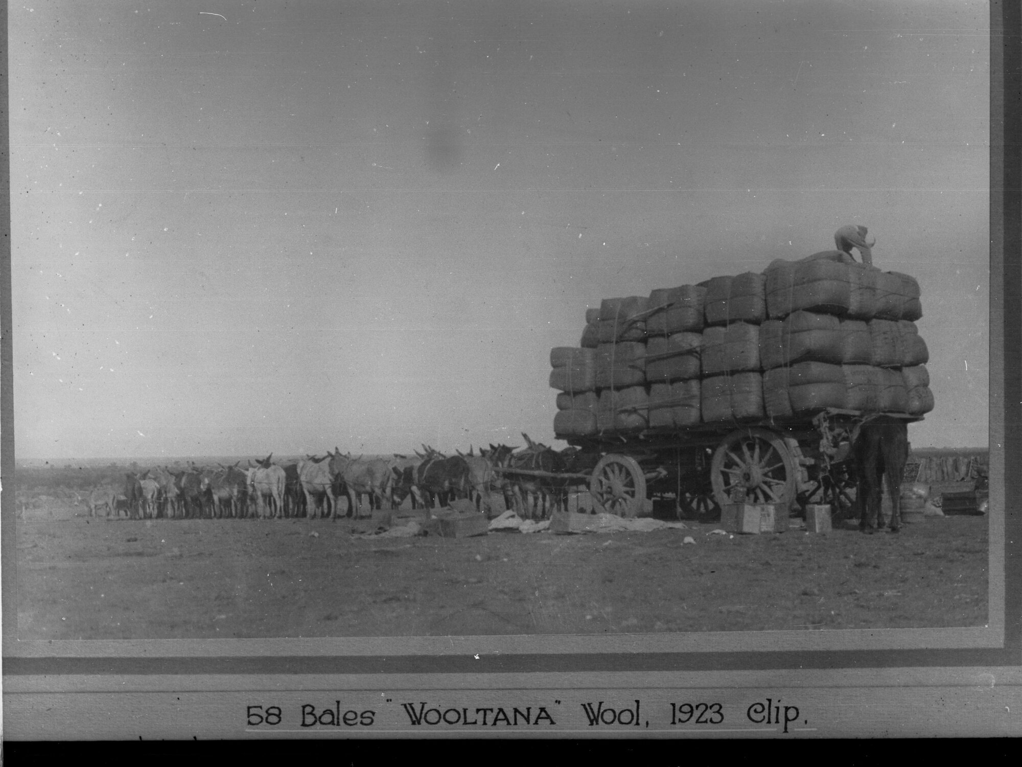Fifty Eight Bales of Wool on a Wagon Drawn by Donkeys