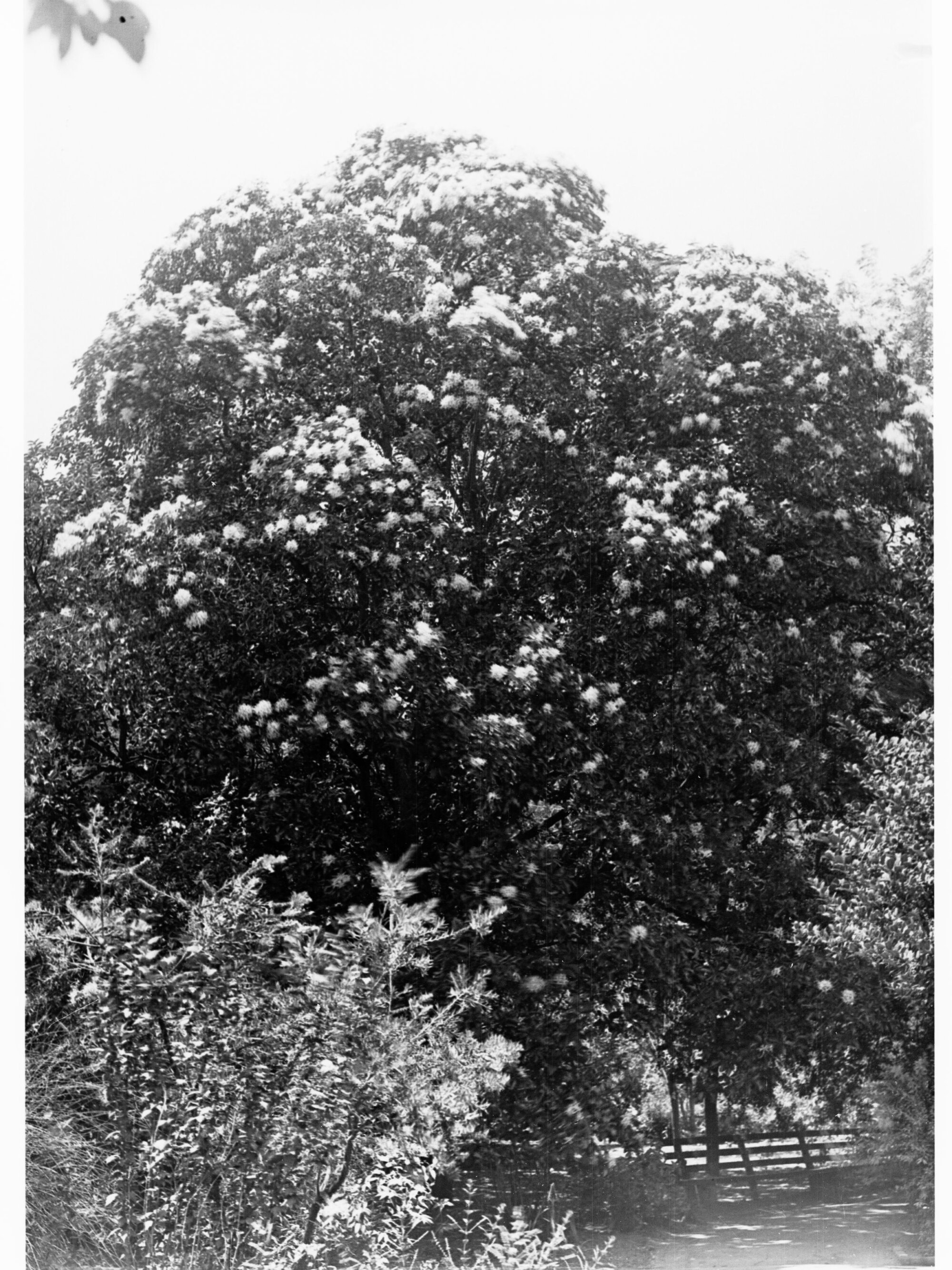Botanic Gardens showing chestnut tree