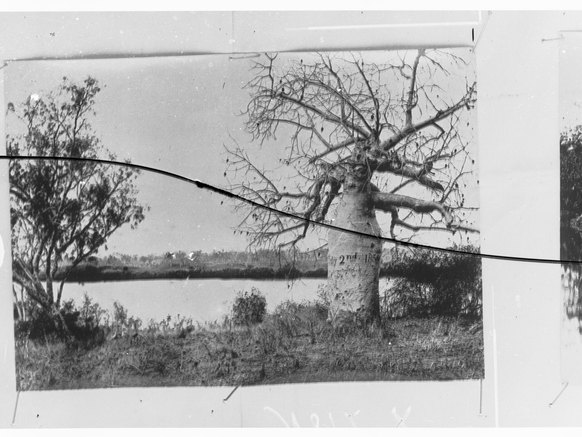 Boab tree marked by Gregory's party  (Gregory Baobab) in 1856 - Northern Territory, Roper River