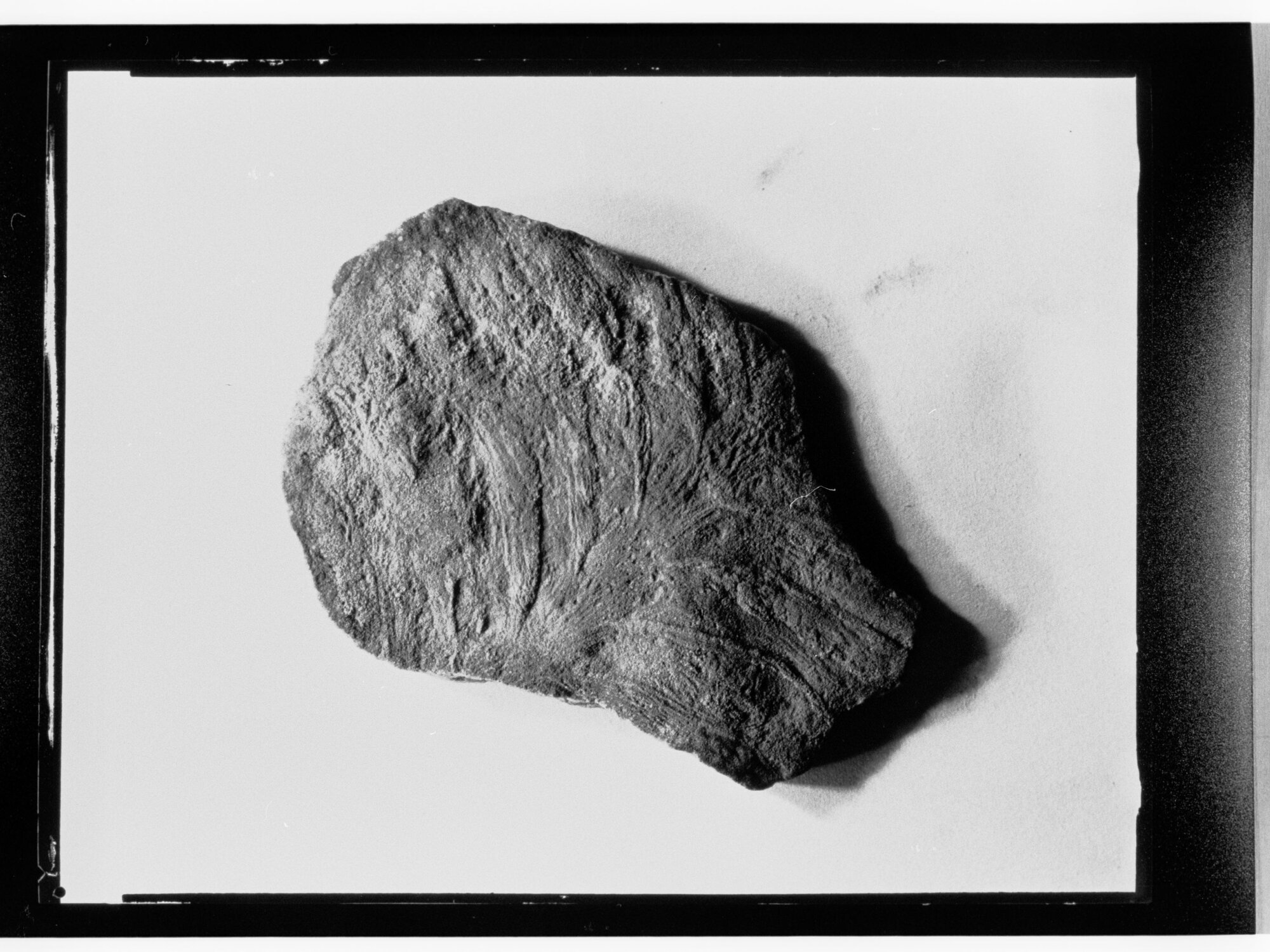 Fossil from Ediacara