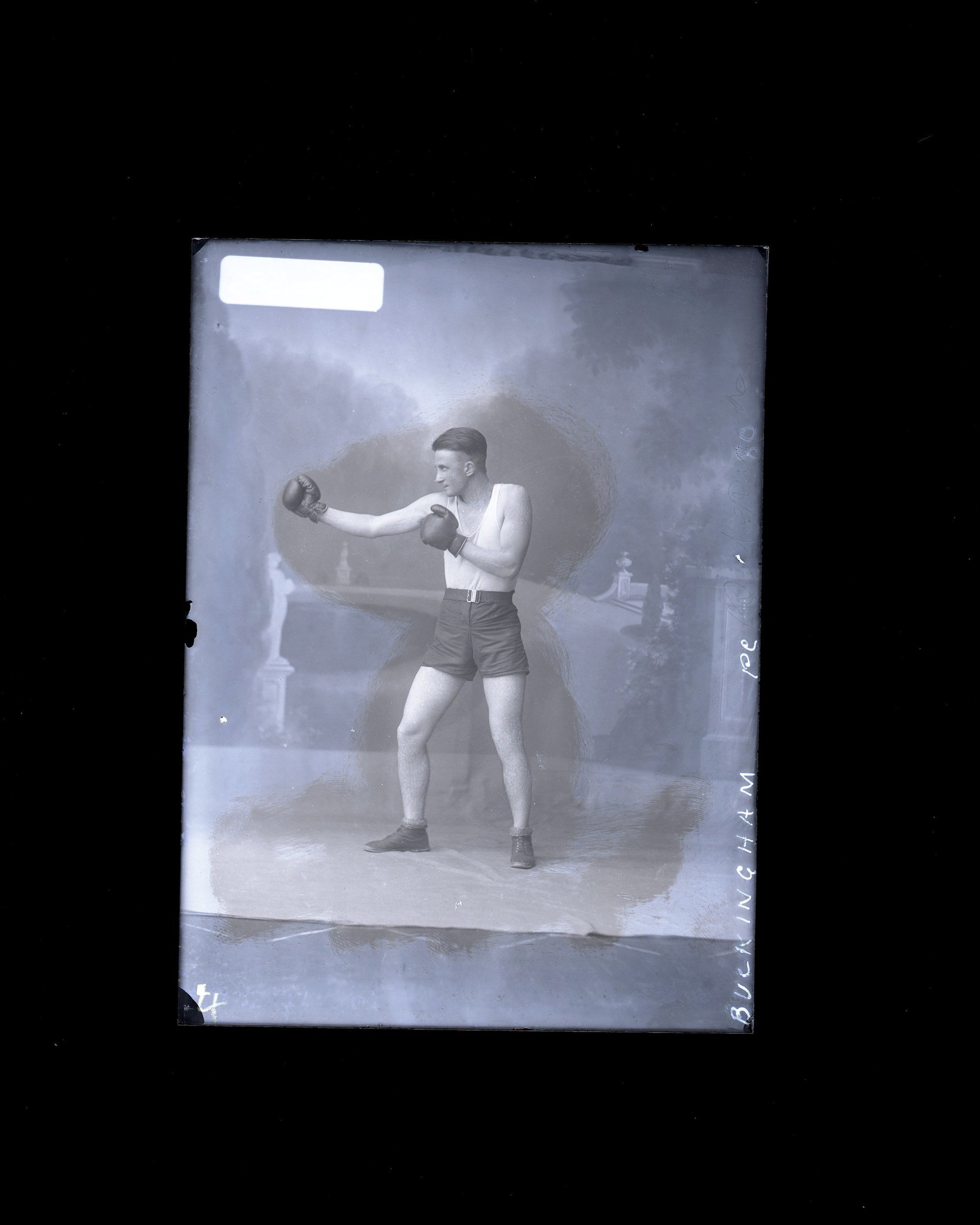 Boxer - Buckingham