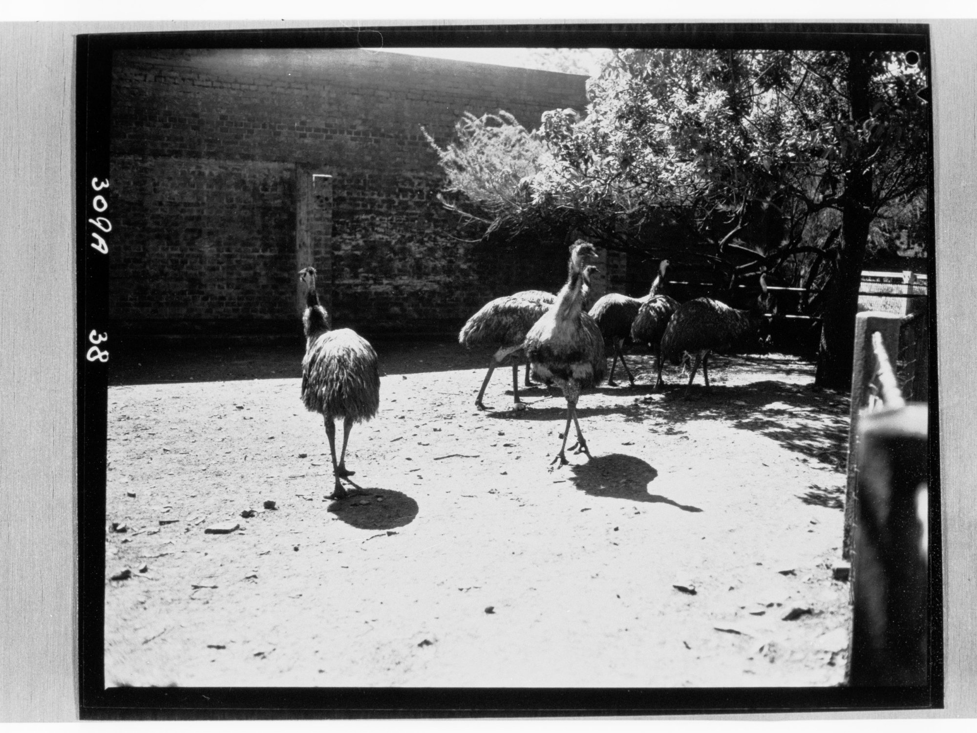 Adelaide Zoo