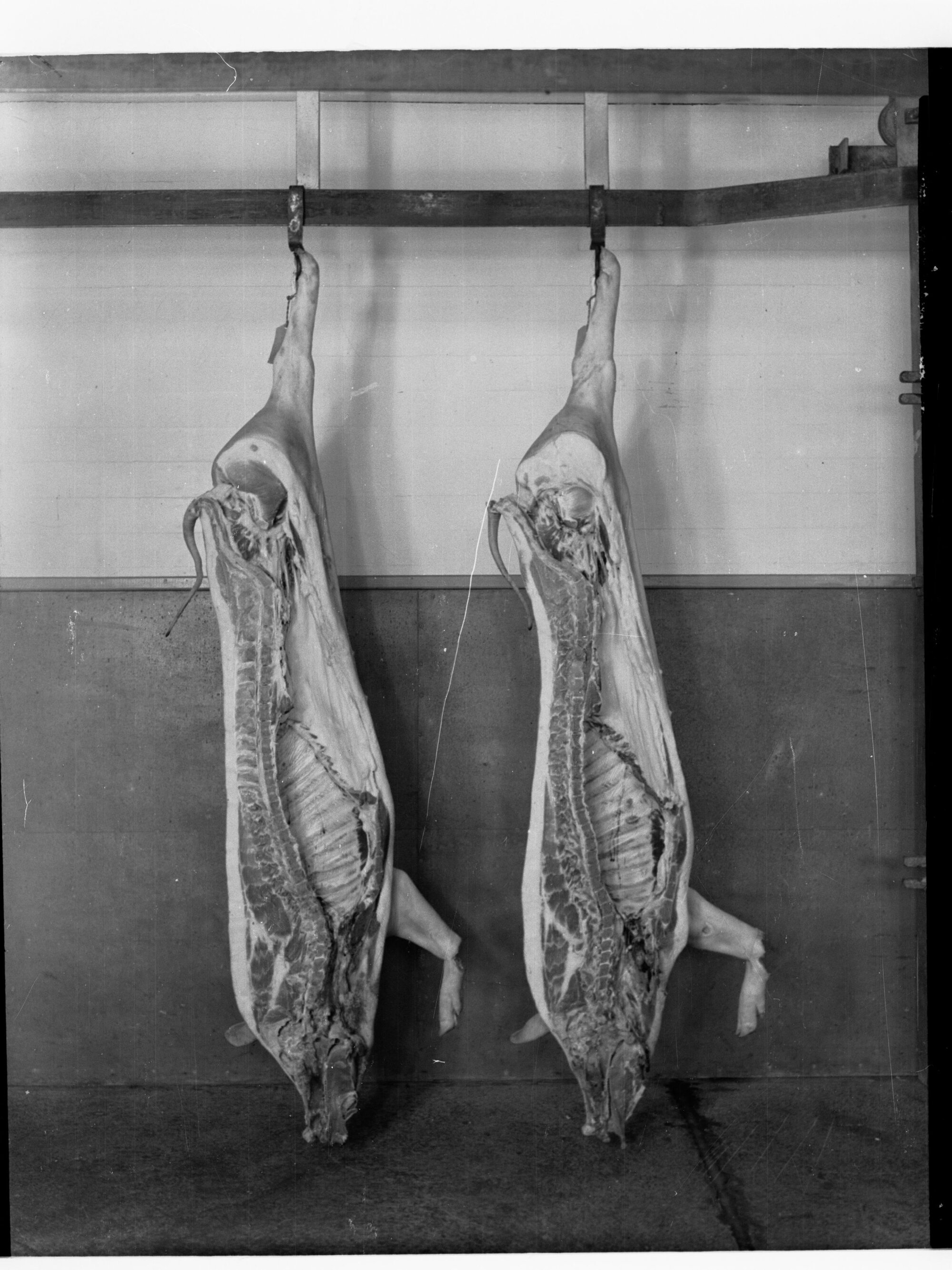 Agriculture - Carcass Competition - 2nd Prize