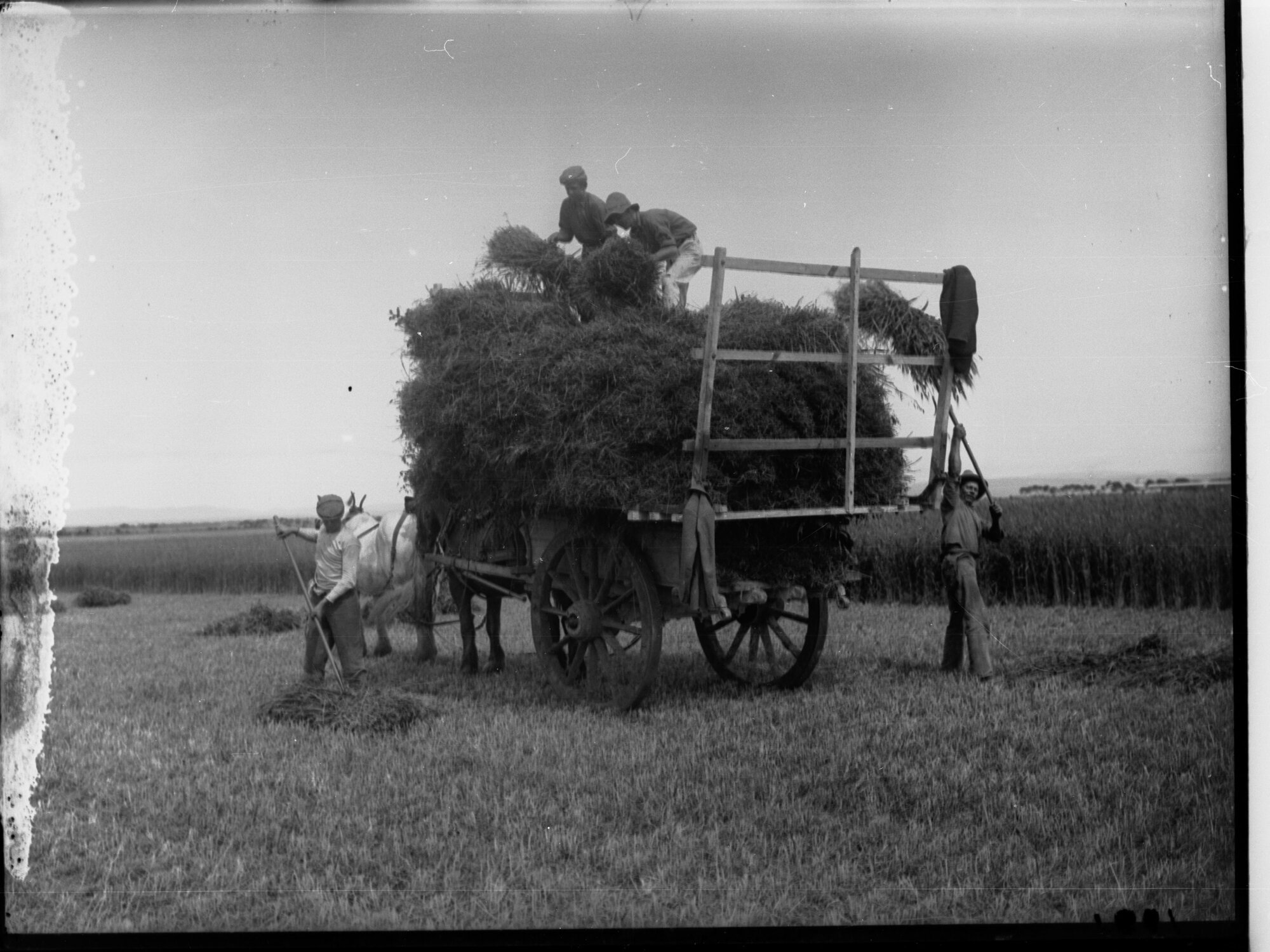 Stacking hay on to a cart at Roseworthy College