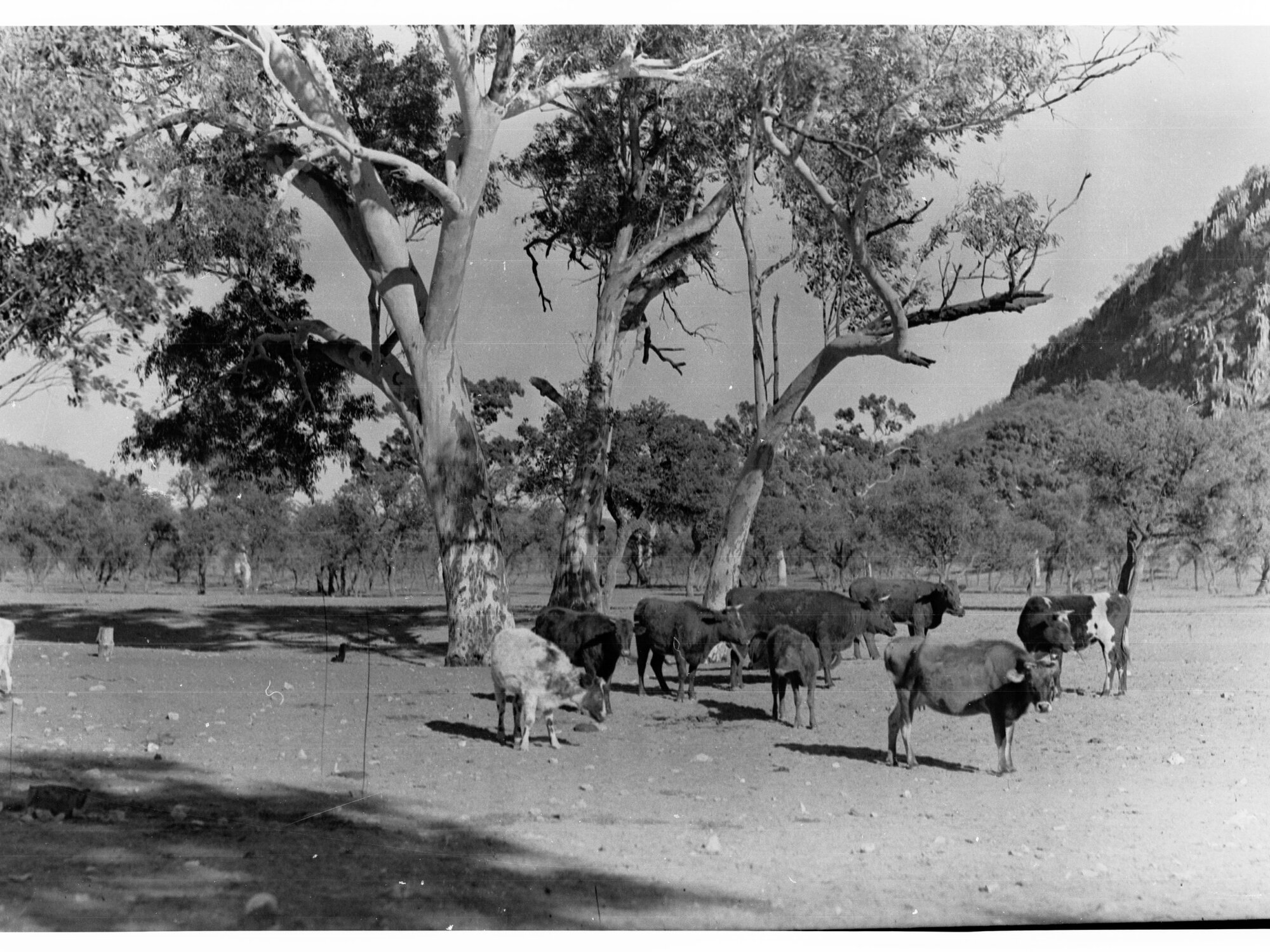 Cattle Grazing 