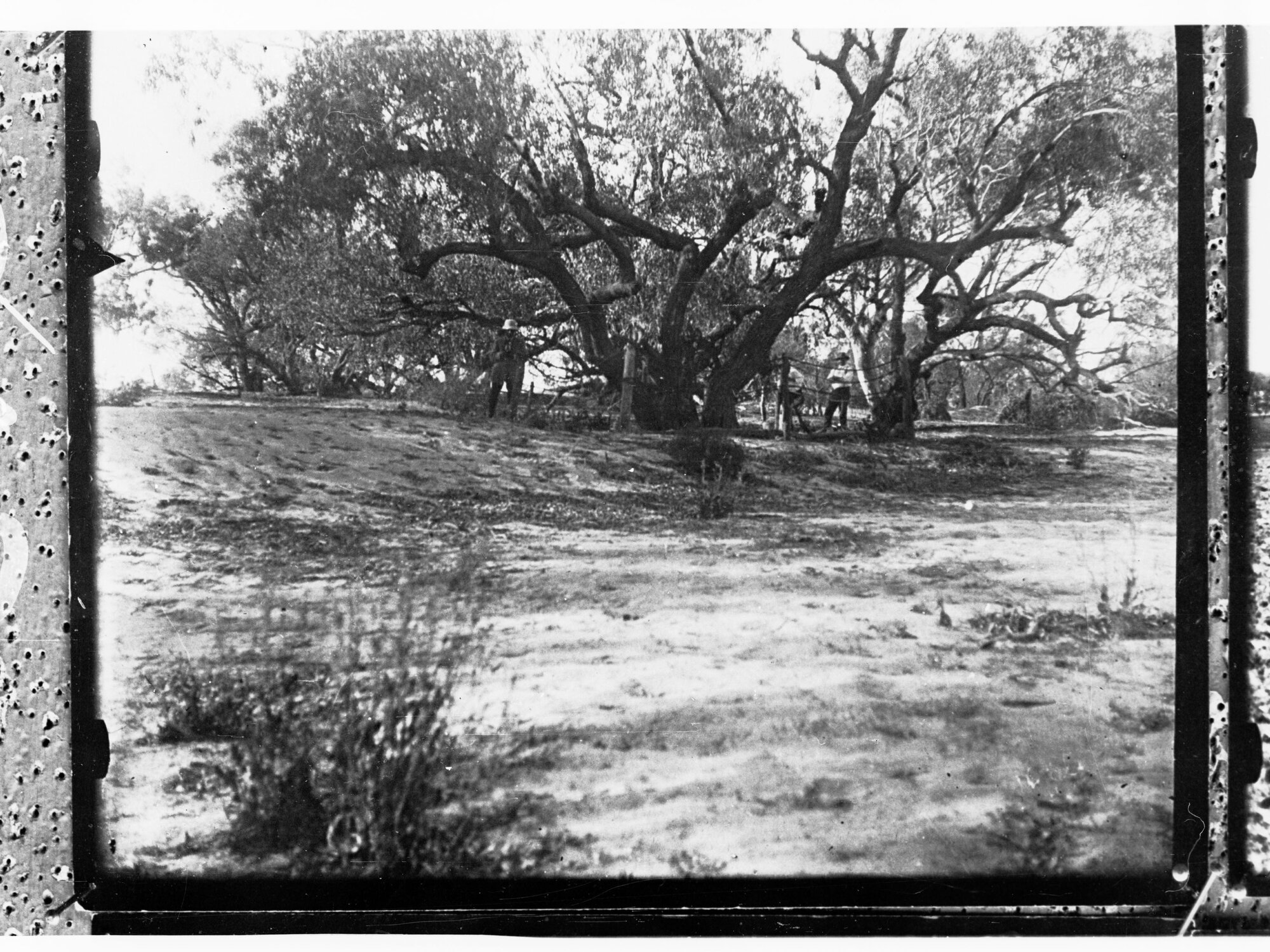 Burke's Tree showing the debris and sand found around it.