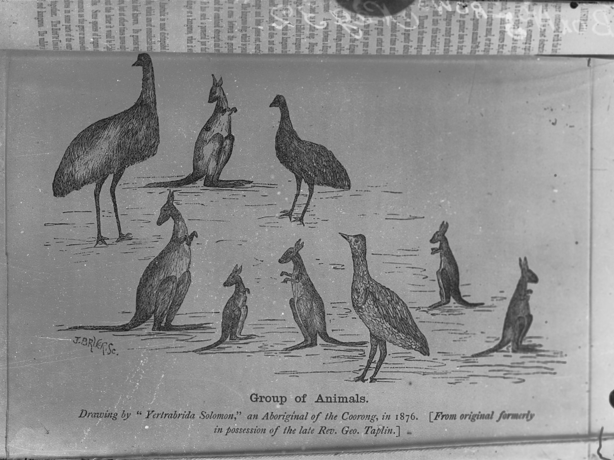 Sketch of emus and kangaroos