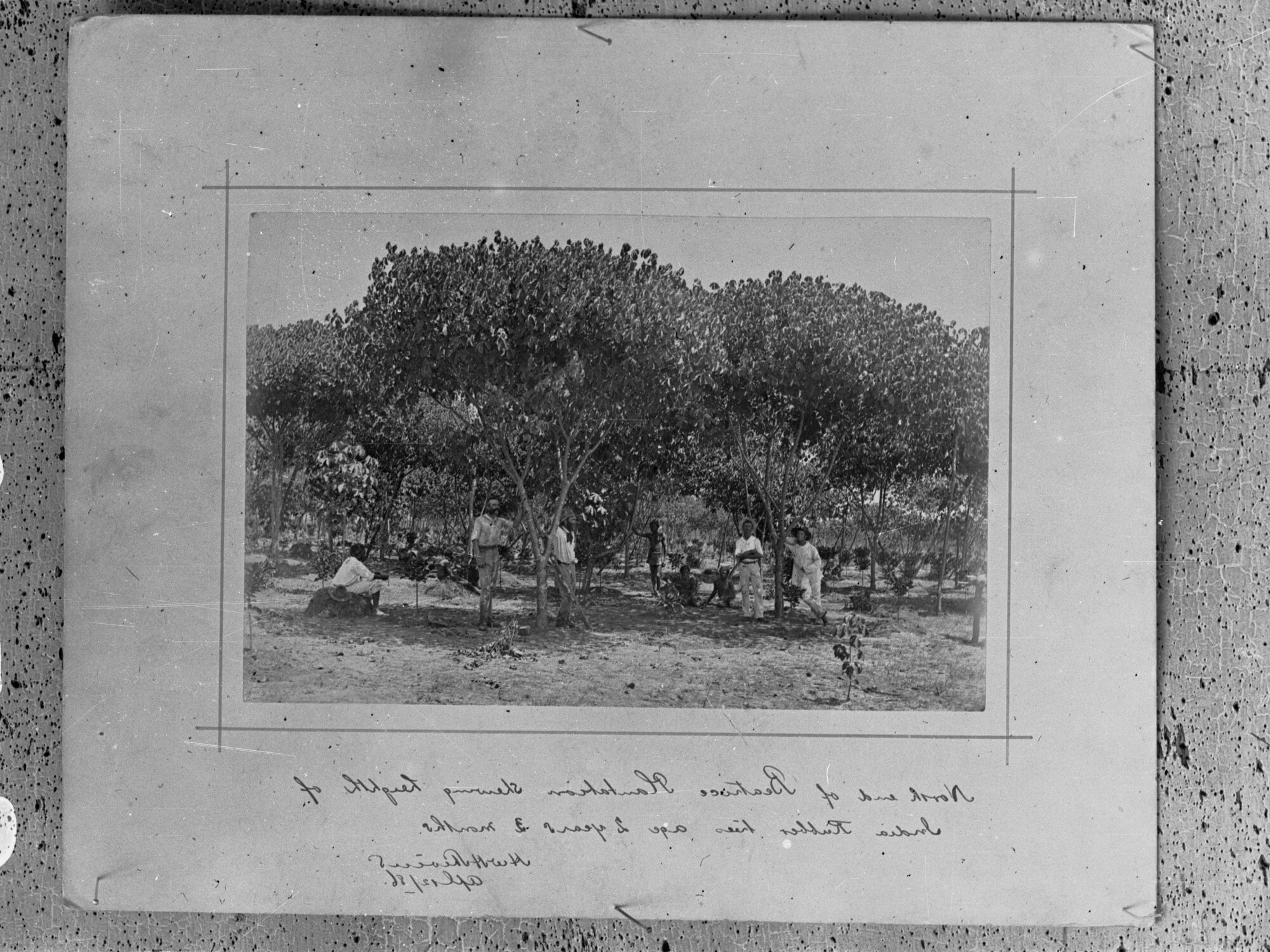 North end of Beatrice Plantation - Indian rubber tree plantation