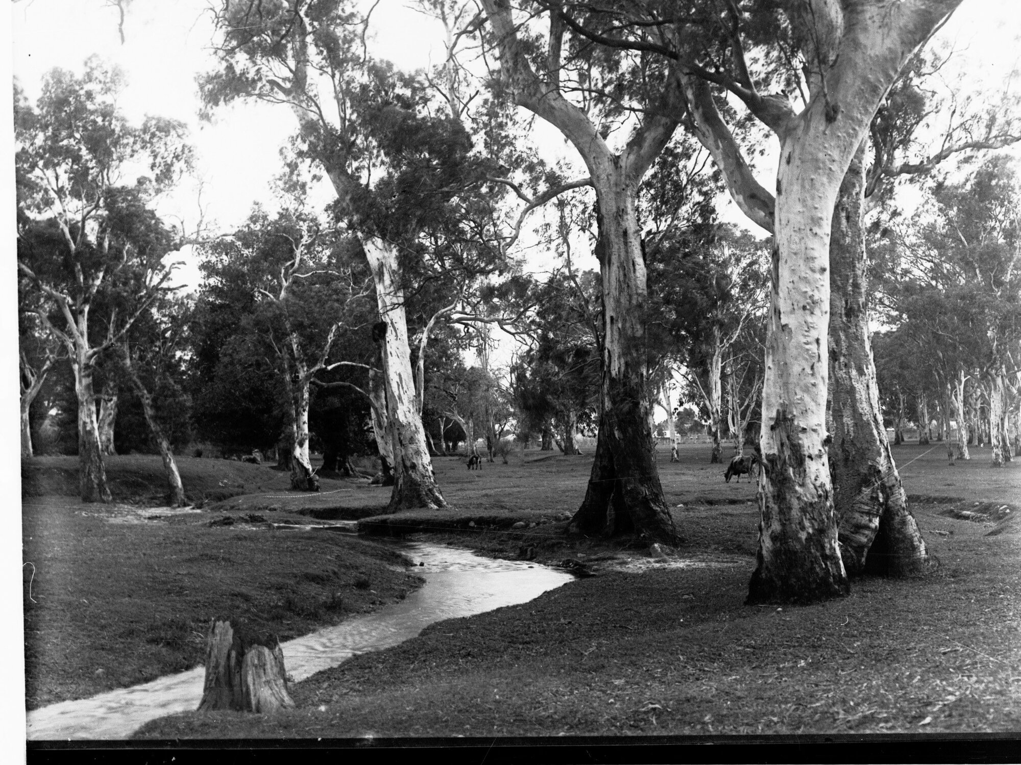Hazelwood Park